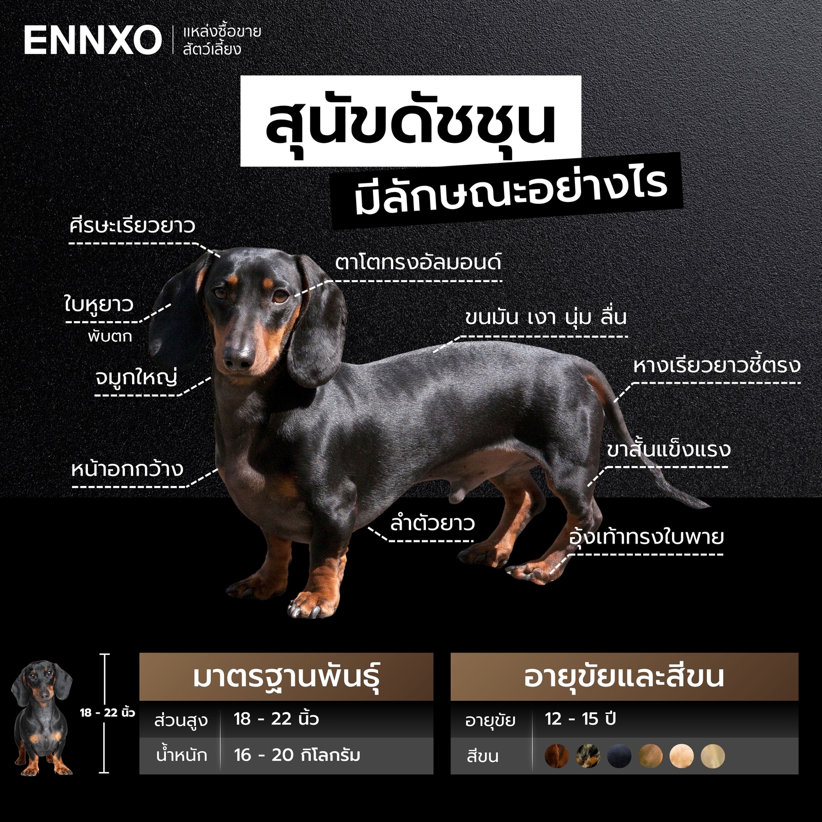 ดัชชุน ลักษณะ