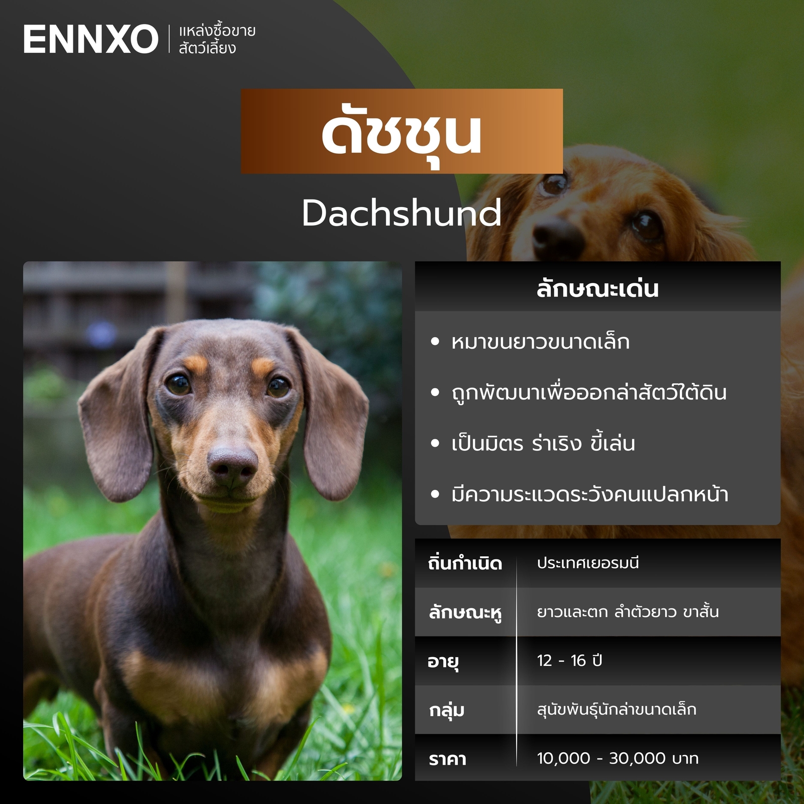 ดัชชุน สุนัขพันธุ์หูยาว