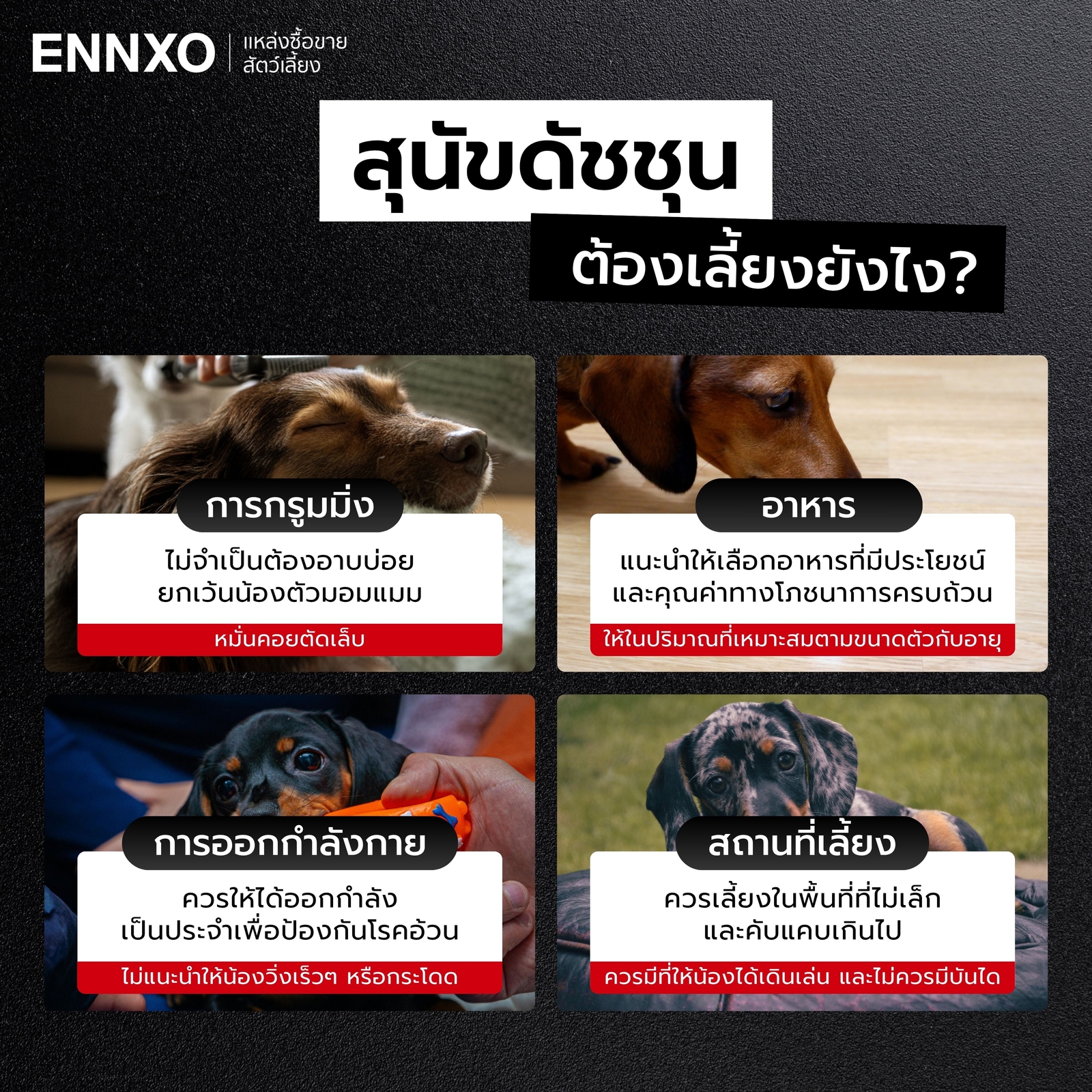 สุนัขดัชชุน เลี้ยงยากไหม