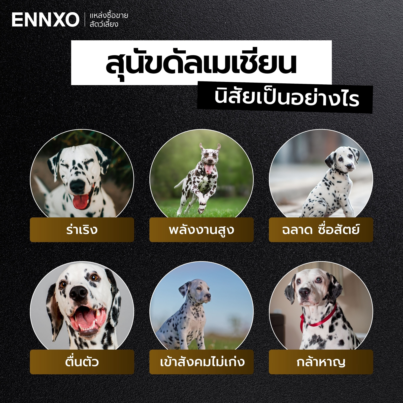 สุนัขดัลเมเชียน นิสัย