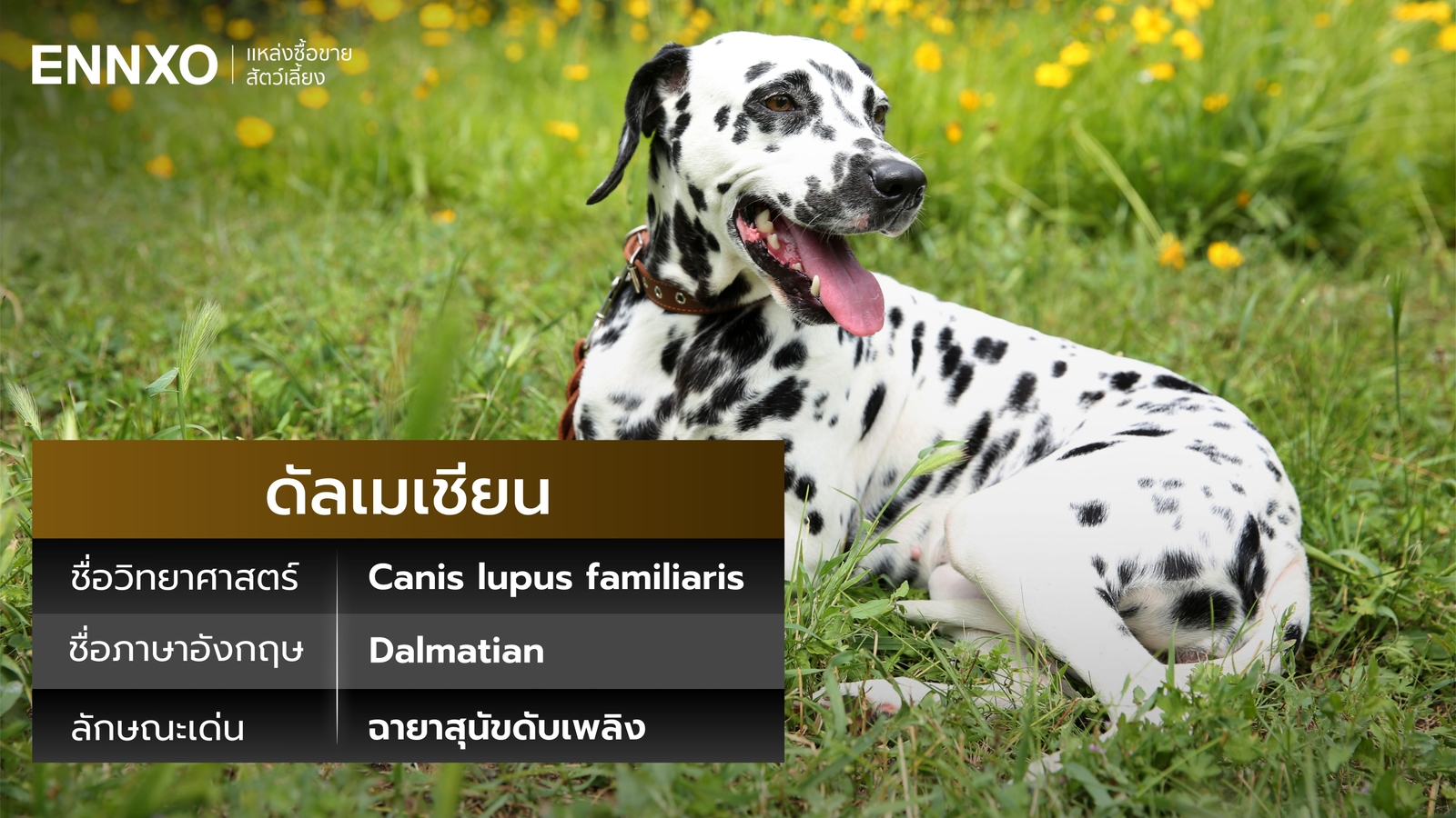 สุนัขดัลเมเชียน ภาษาอังกฤษ