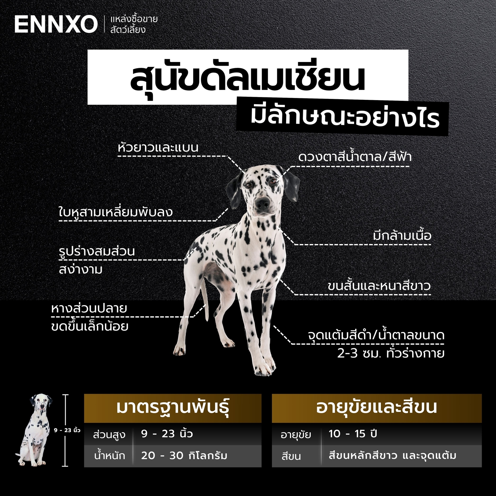 สุนัขดัลเมเชียน ลักษณะ