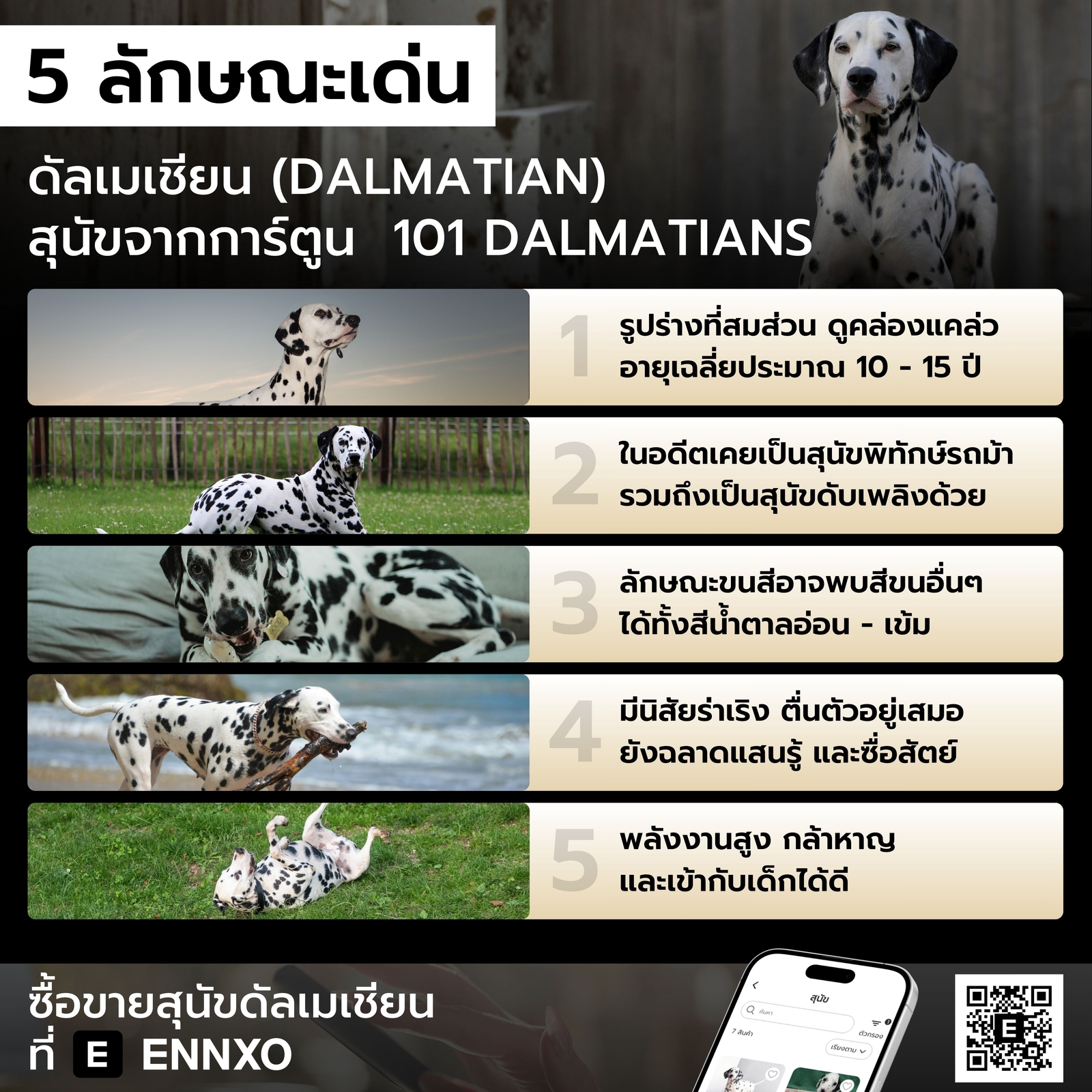 ดัลเมเชียน-สุนัขลายขาวดํา-ราคาเท่าไหร่