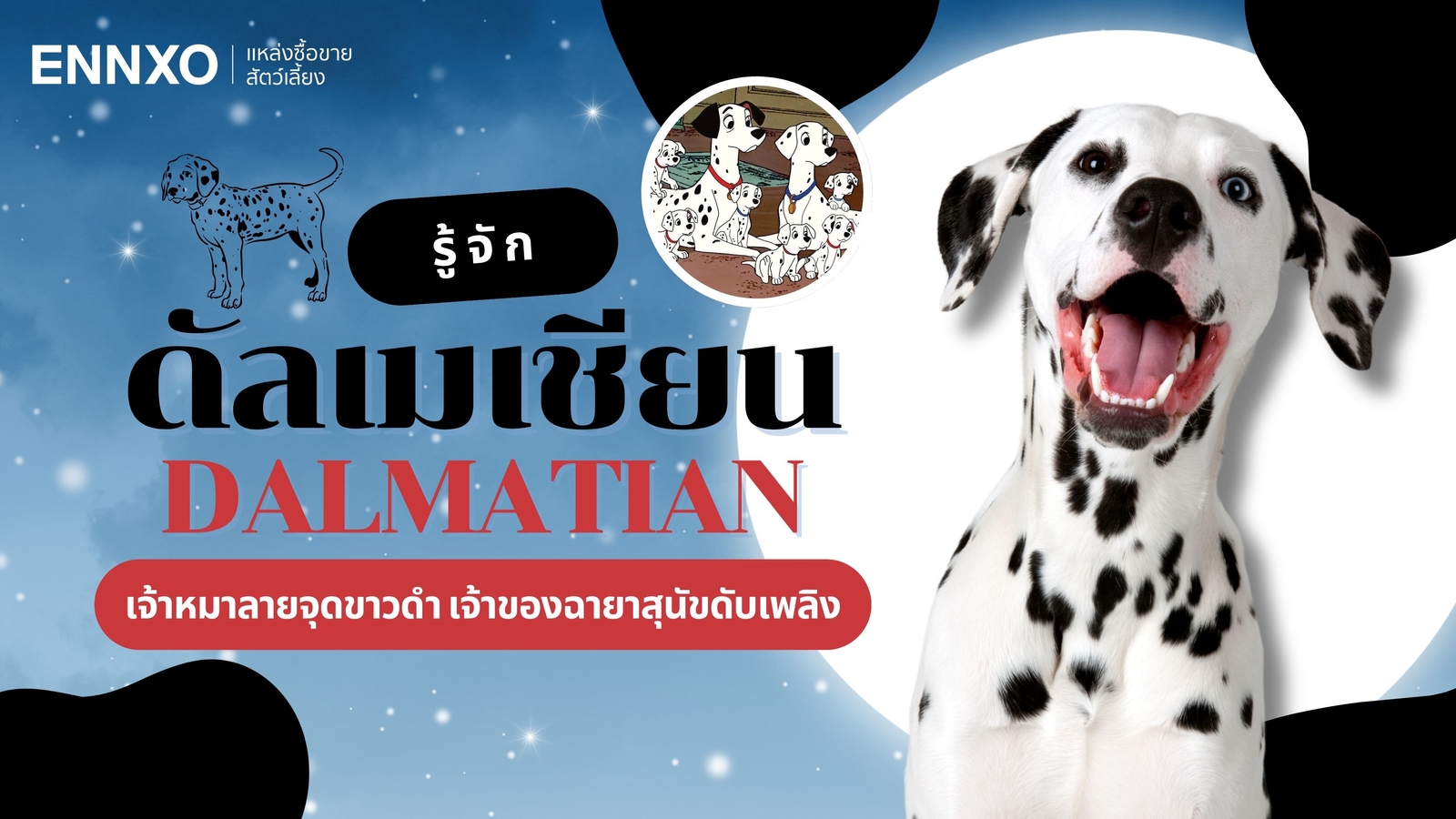 รู้จักสุนัขดัลเมเชียน (Dalmatian) สุนัขลายจุด นิสัยเลี้ยงยากไหม