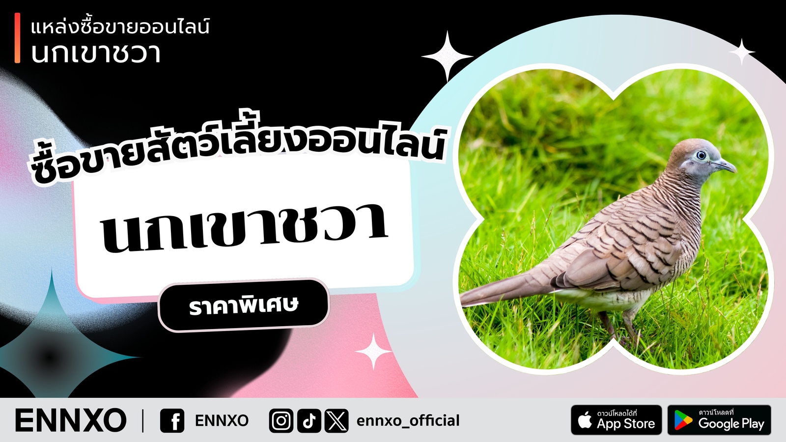 ตลาดซื้อ ขาย นกเขาชวา ออนไลน์ ราคาถูก ที่ ENNXO