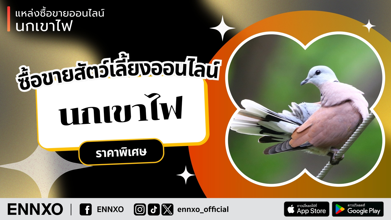 ENNXO ตลาดนกเขาไฟออนไลน์ ทั้งนกเขาไฟ ตัวผู้ ตัวเมีย และลูกป้อนนกเขาไฟ