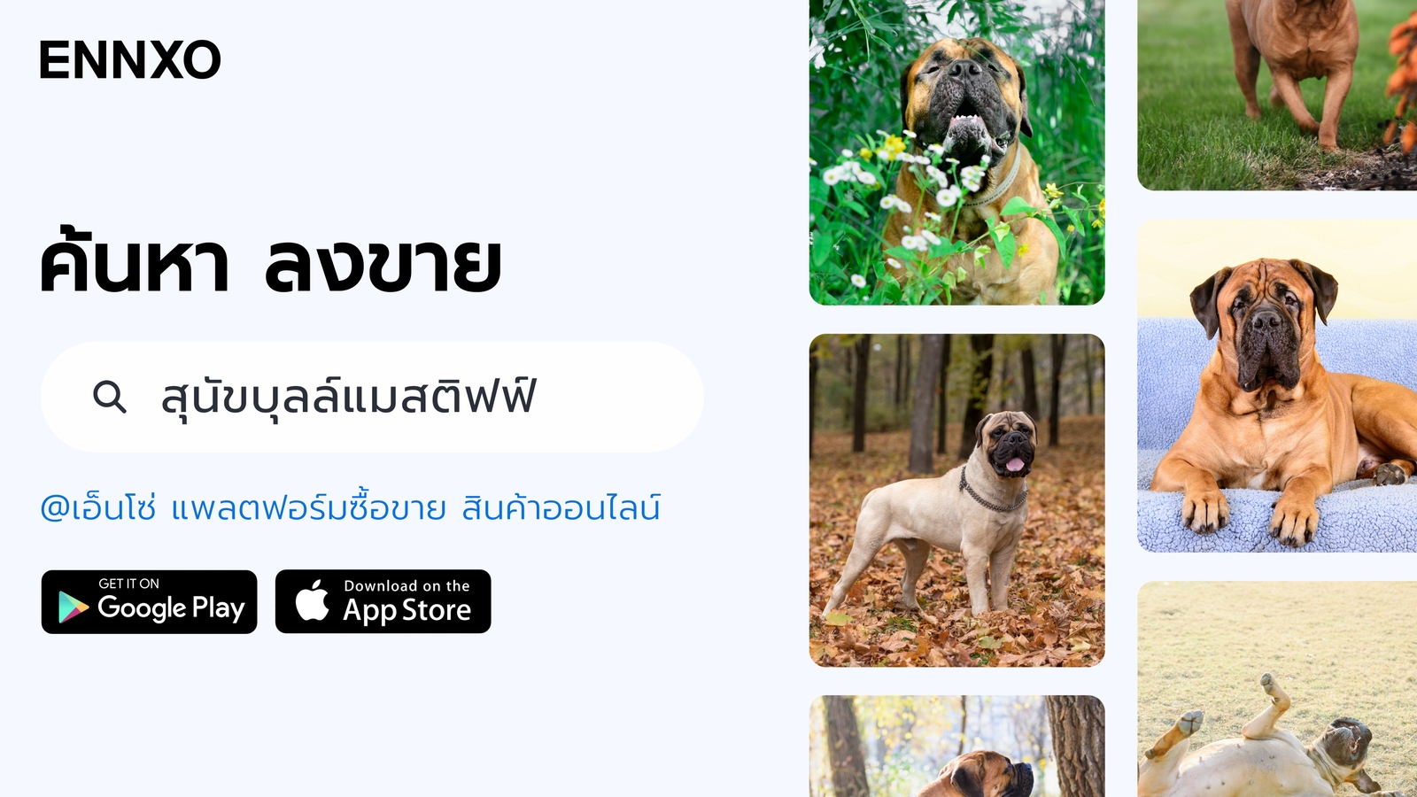 ENNXO ตลาดซื้อขายสุนัขบุลล์แมสติฟฟ์ ราคาถูก