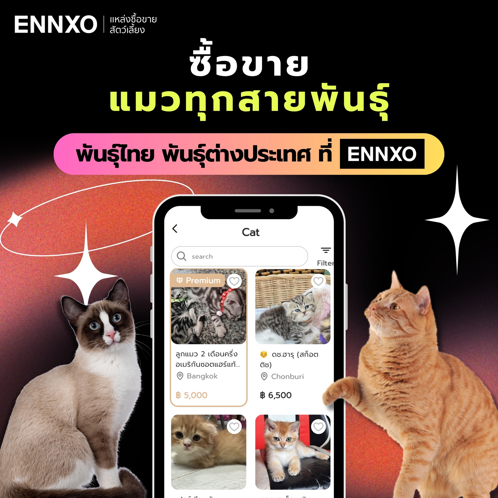 ตลาดซื้อขายแมว ราคาดี