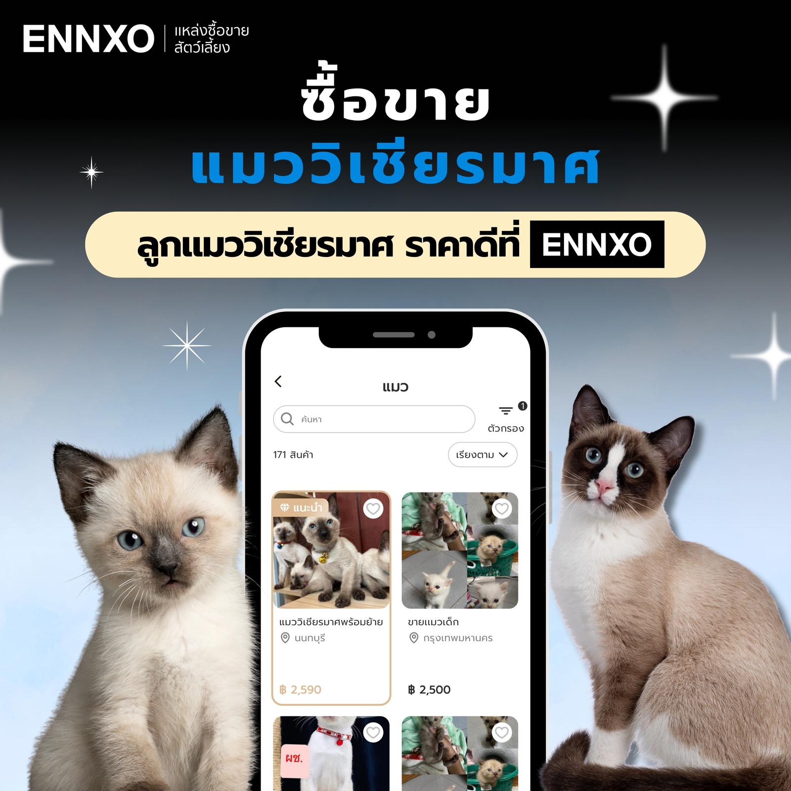 ตลาดซื้อขายแมววิเชียรมาศ ราคาดี