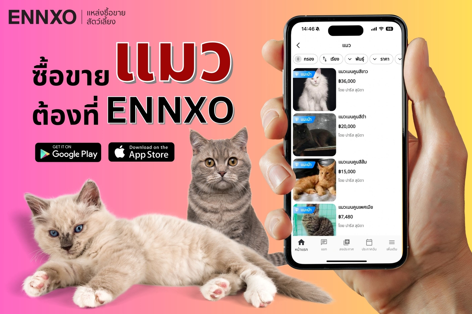 ENNXO ตลาดซื้อขายแมวออนไลน์ ทุกสายพันธุ์ ราคาถูก