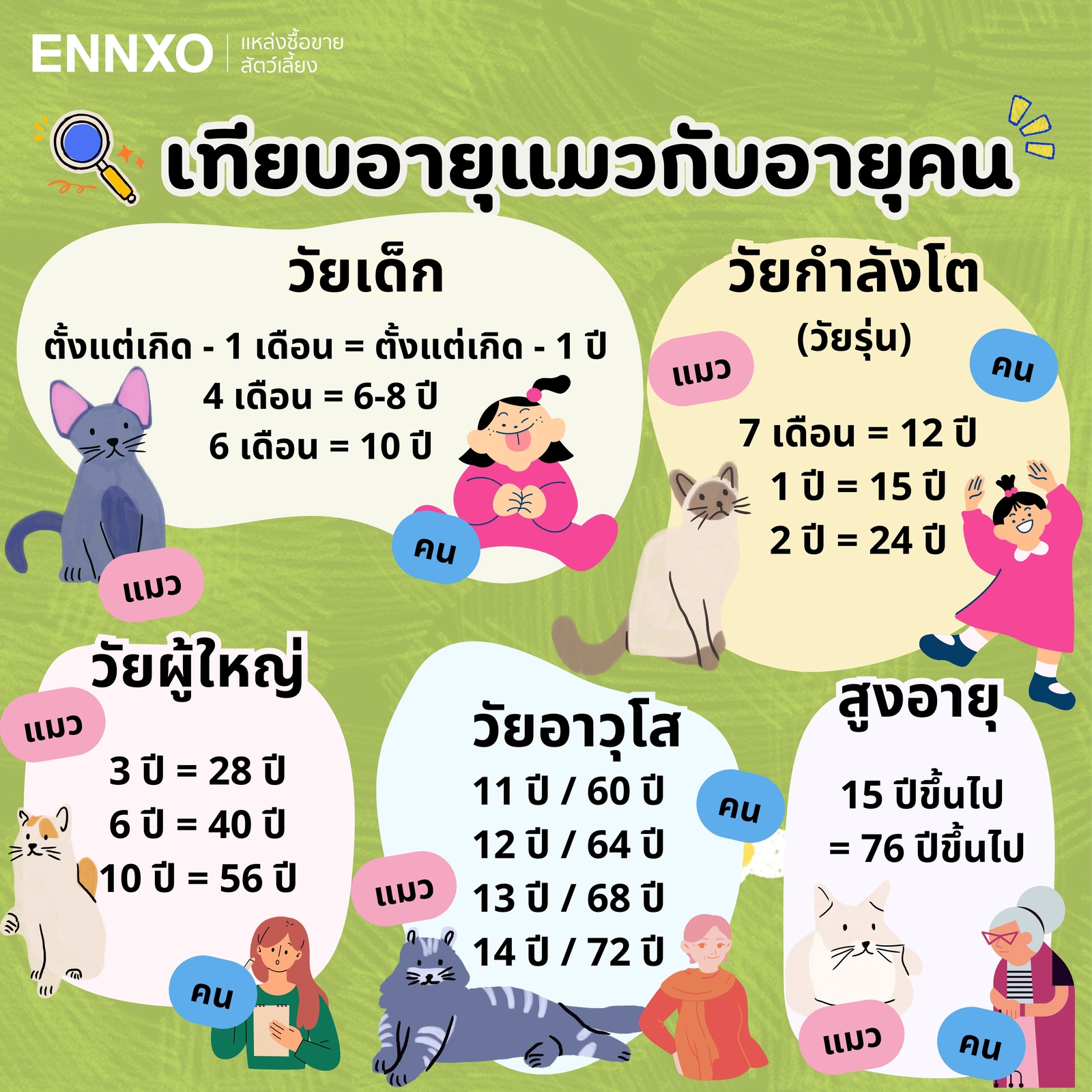 ตารางเปรียบเทียบอายุแมวกับอายุคน