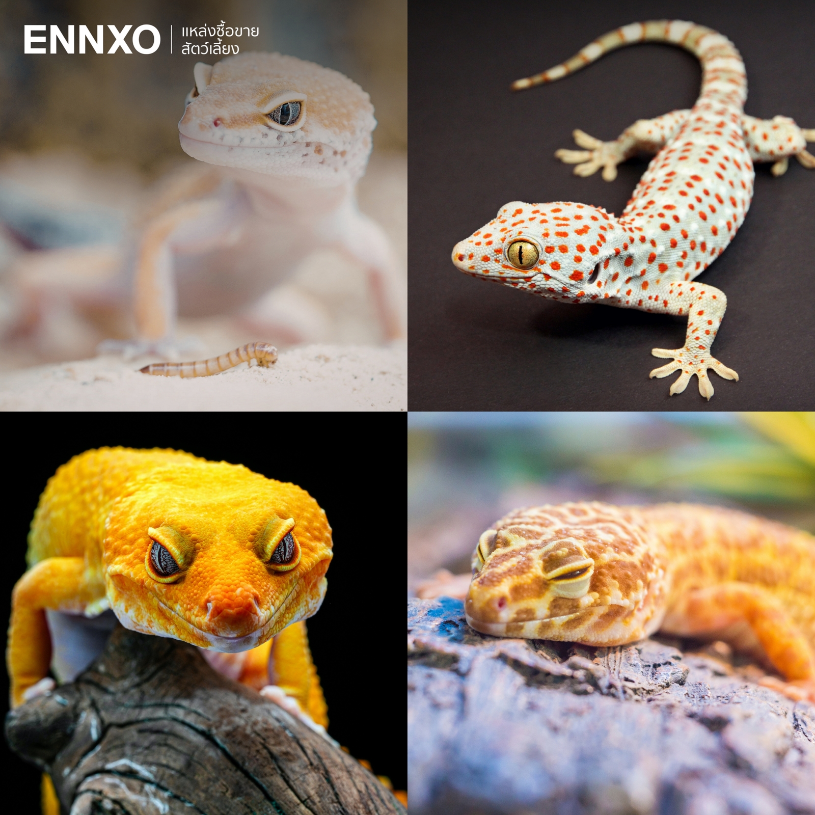 รูปตุ๊กแก