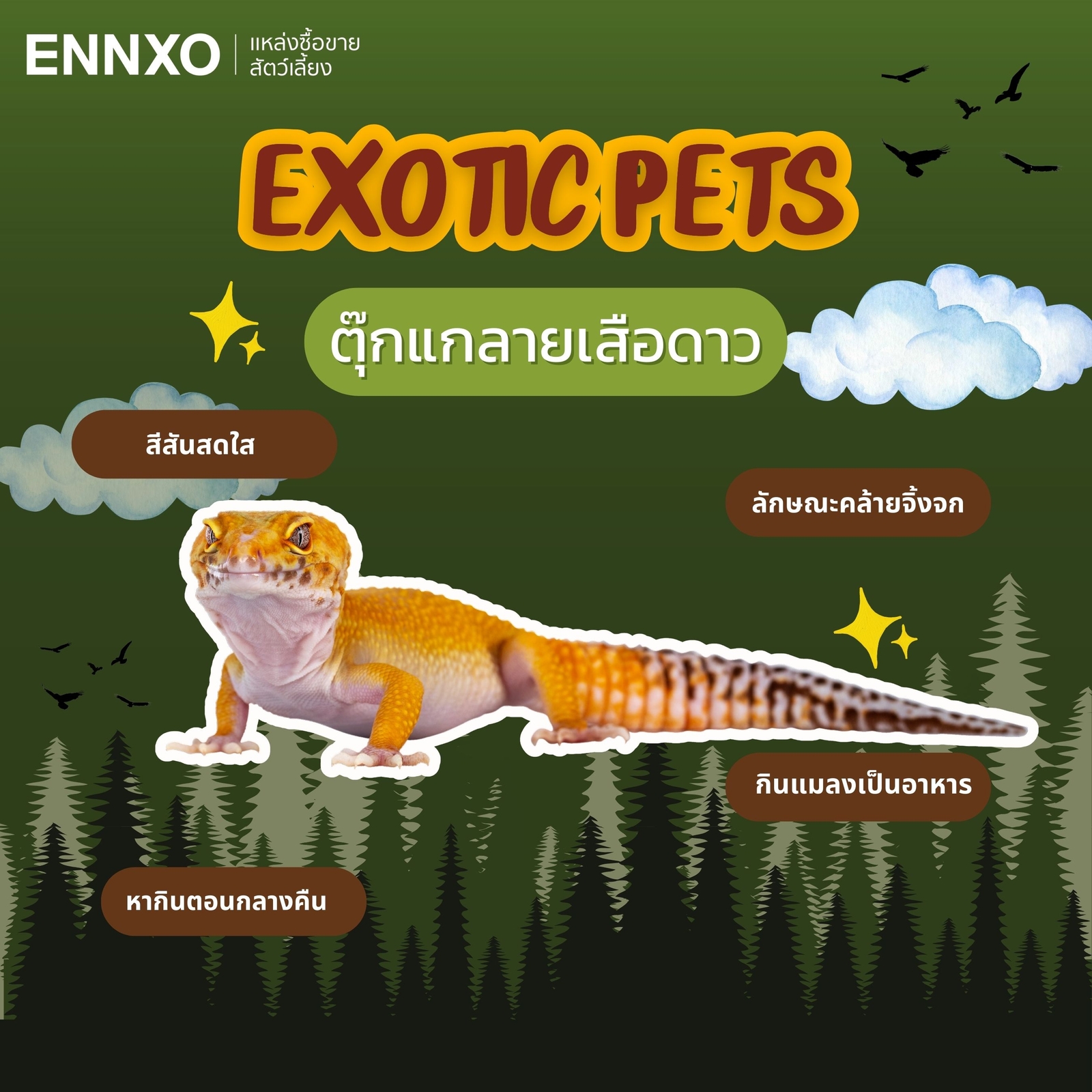 ตุ๊กแกลายเสือดาว Leopard Gecko เลี้ยงได้ สัตว์แปลก