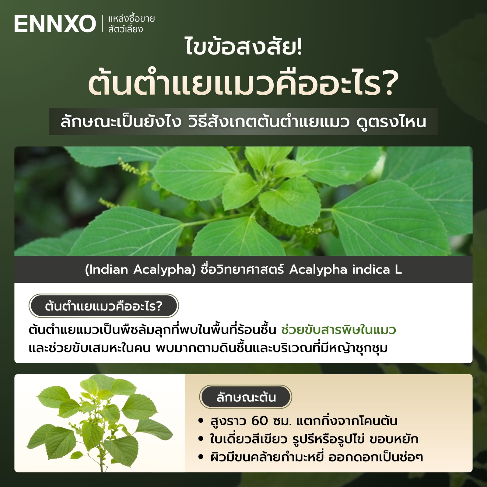 ต้นตำแยแมว ลักษณะดูยังไง