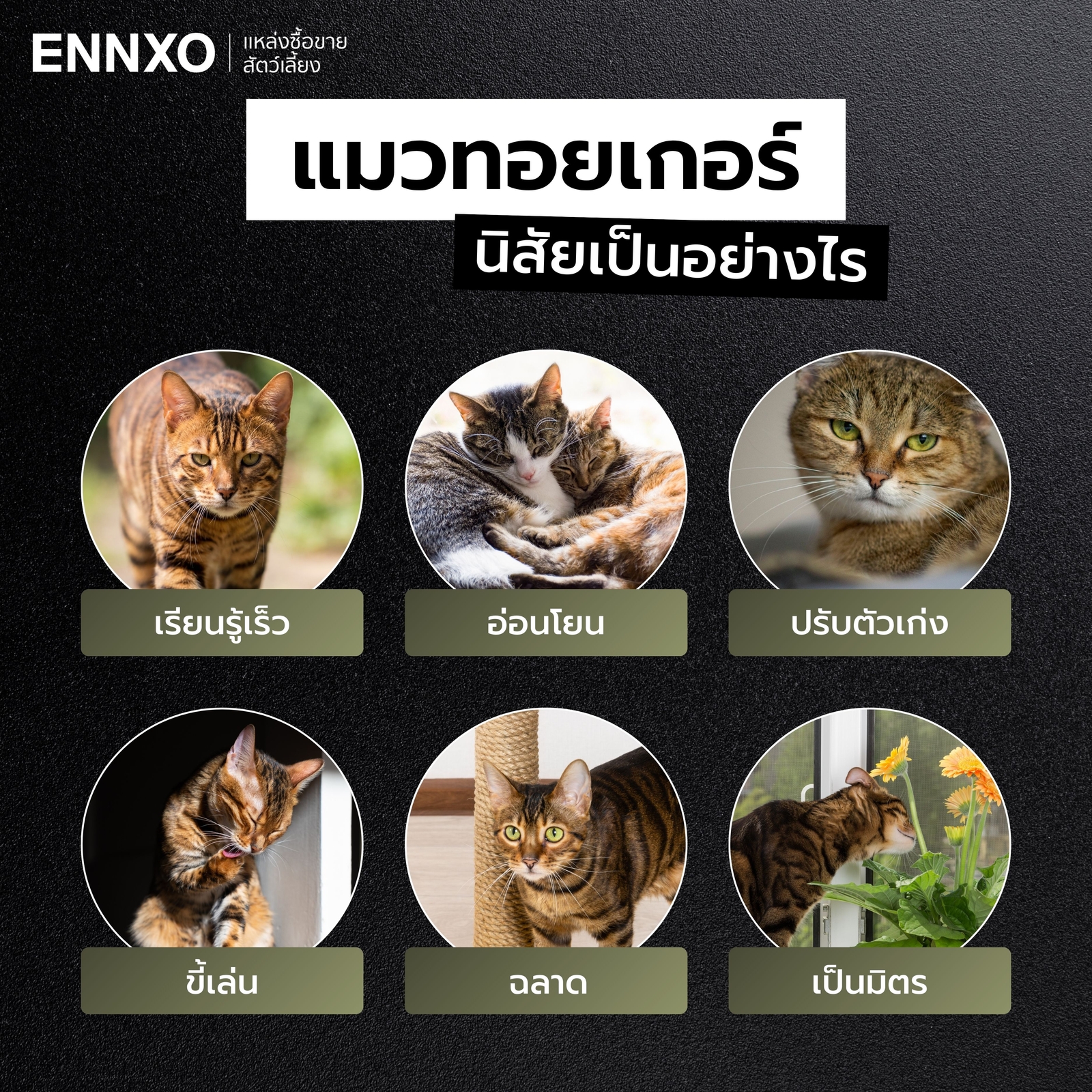 แมวทอยเกอร์ นิสัย