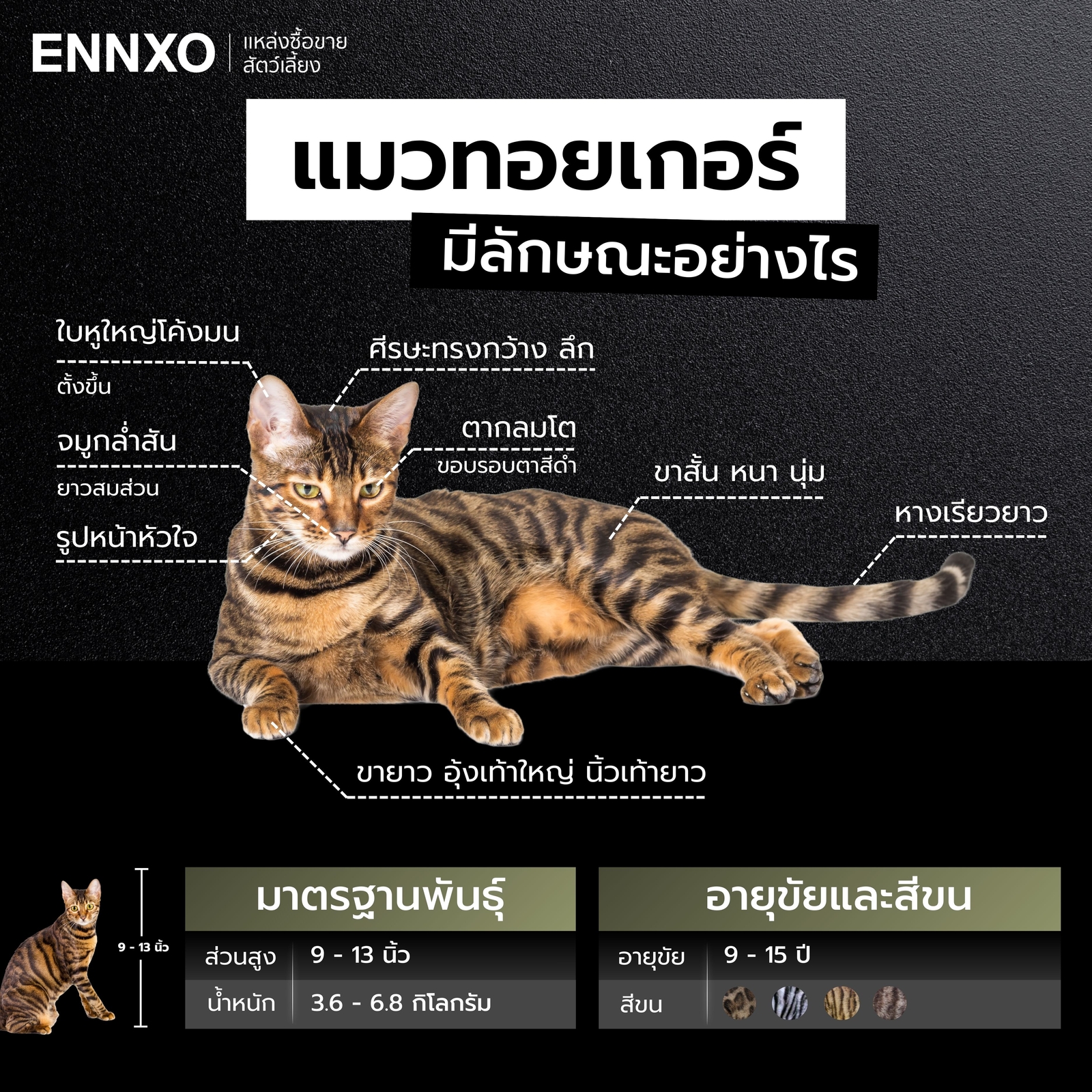 แมวทอยเกอร์ ลักษณะ