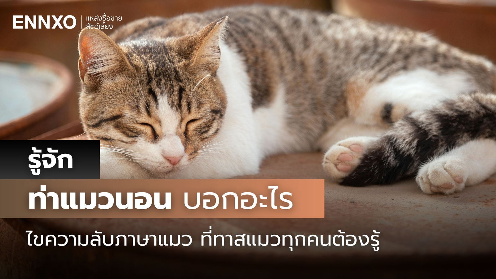 ถอดรหัส ท่าแมวนอน บอกอะไร ภาษาลับที่เจ้าเหมียวใช้สื่ออารมณ์กับเรา