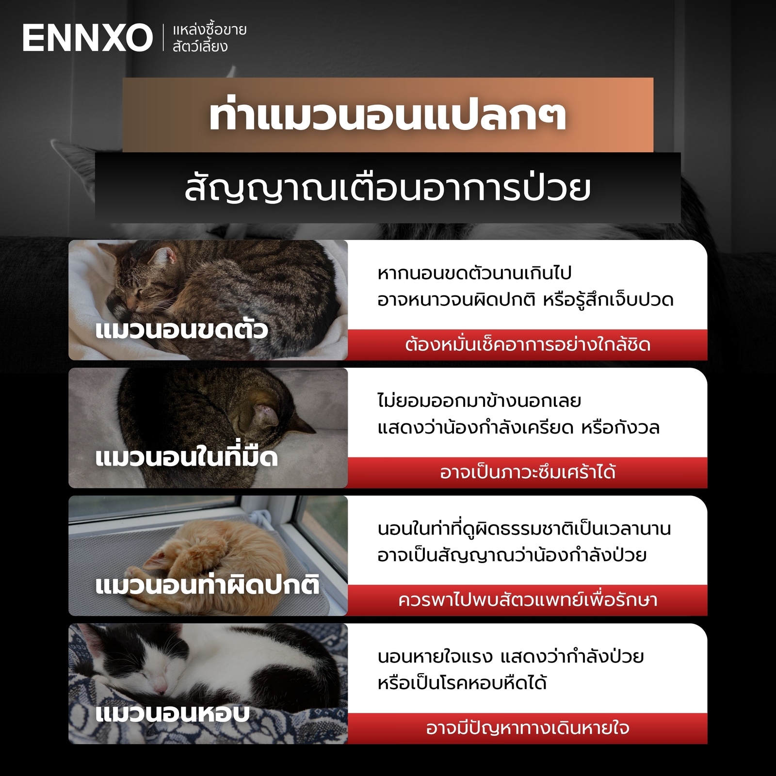 ท่านอนแมวบอกอาการป่วยยังไง