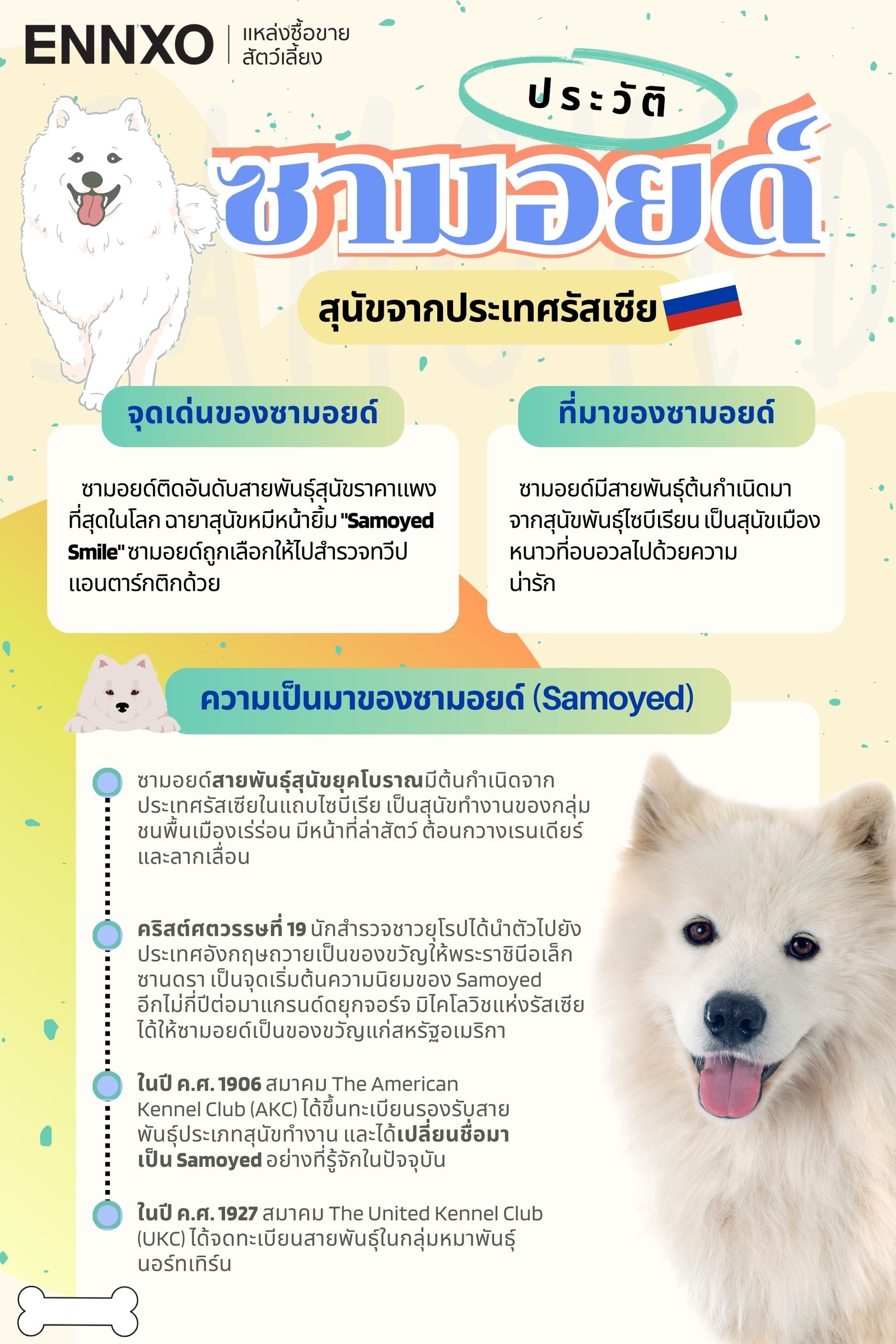 ทําไมซามอยด์ถึงแพง-ประวัติ-samoyed