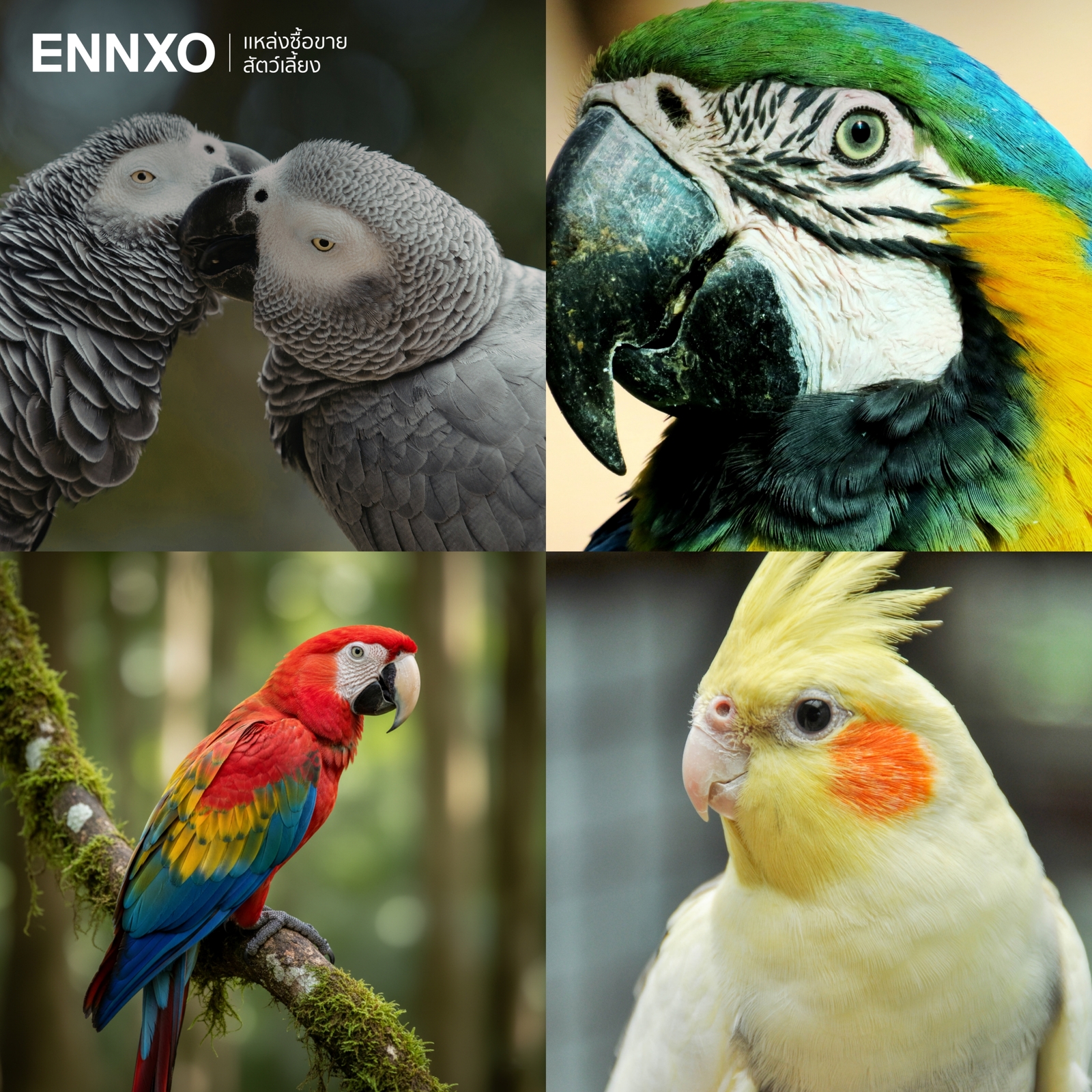 รูปนกแก้ว