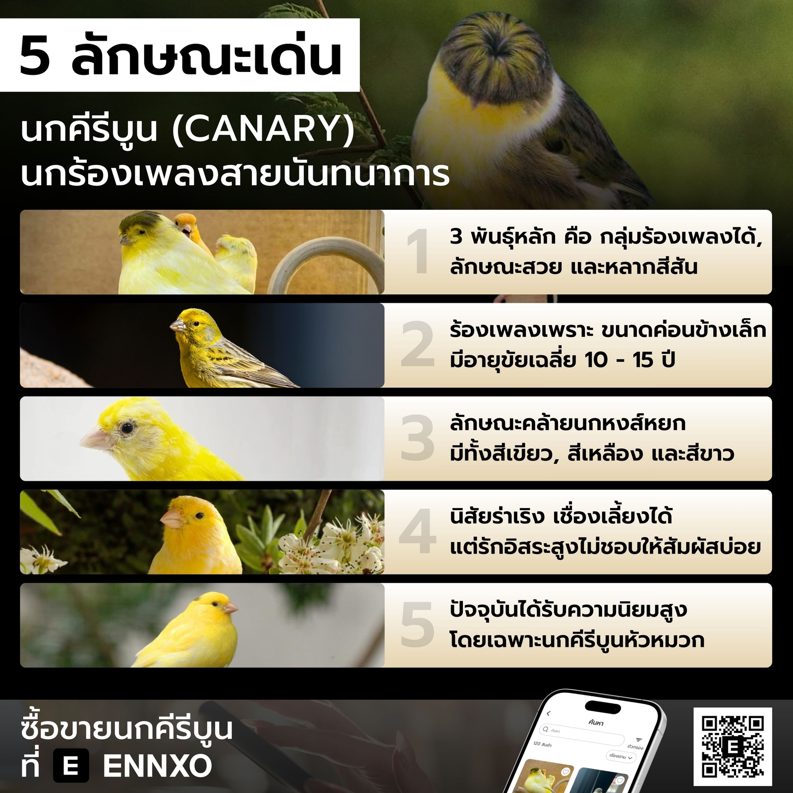 นกคีรีบูน-เชื่อง-เลี้ยงได้