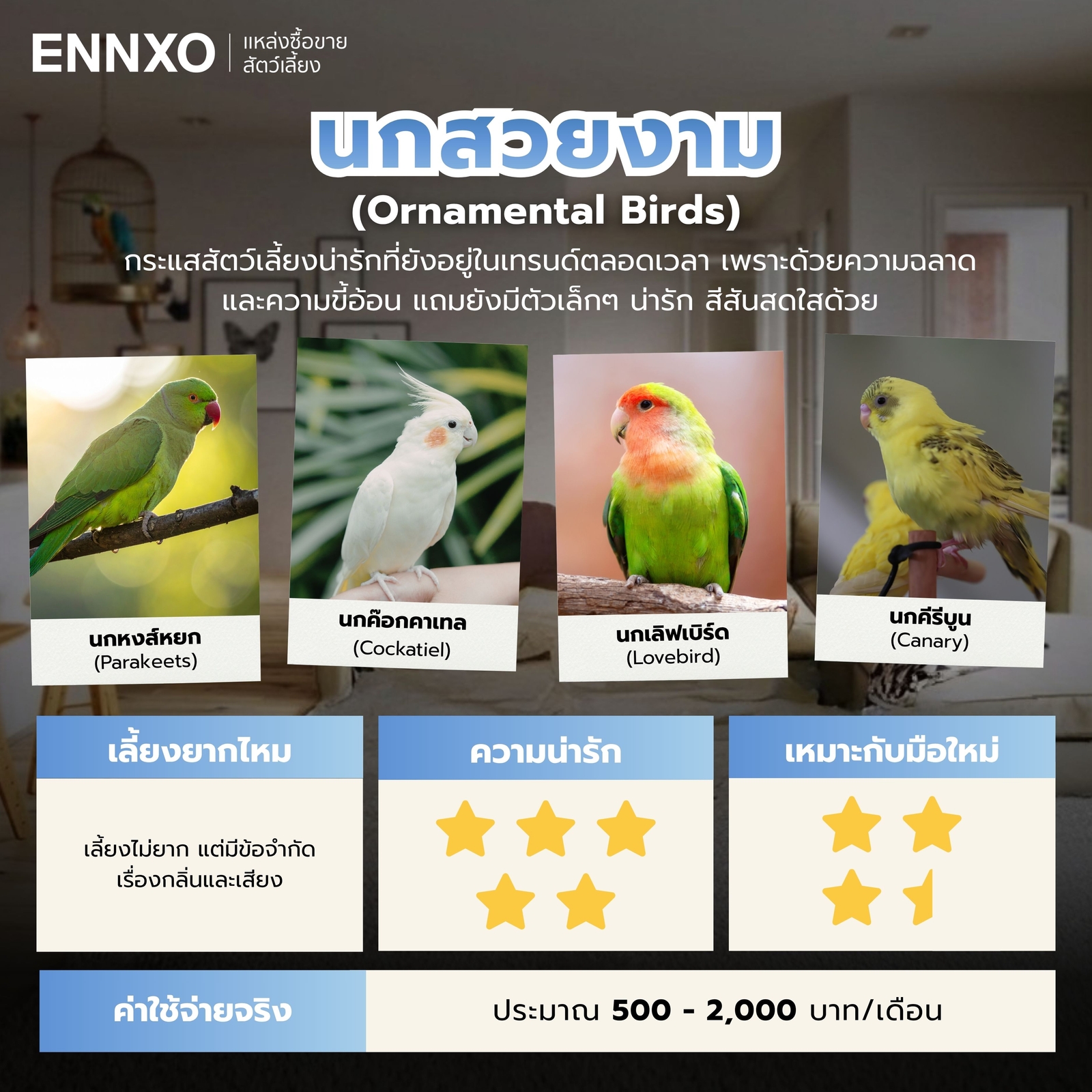นกน่ารักสวยงามเลี้ยงง่าย