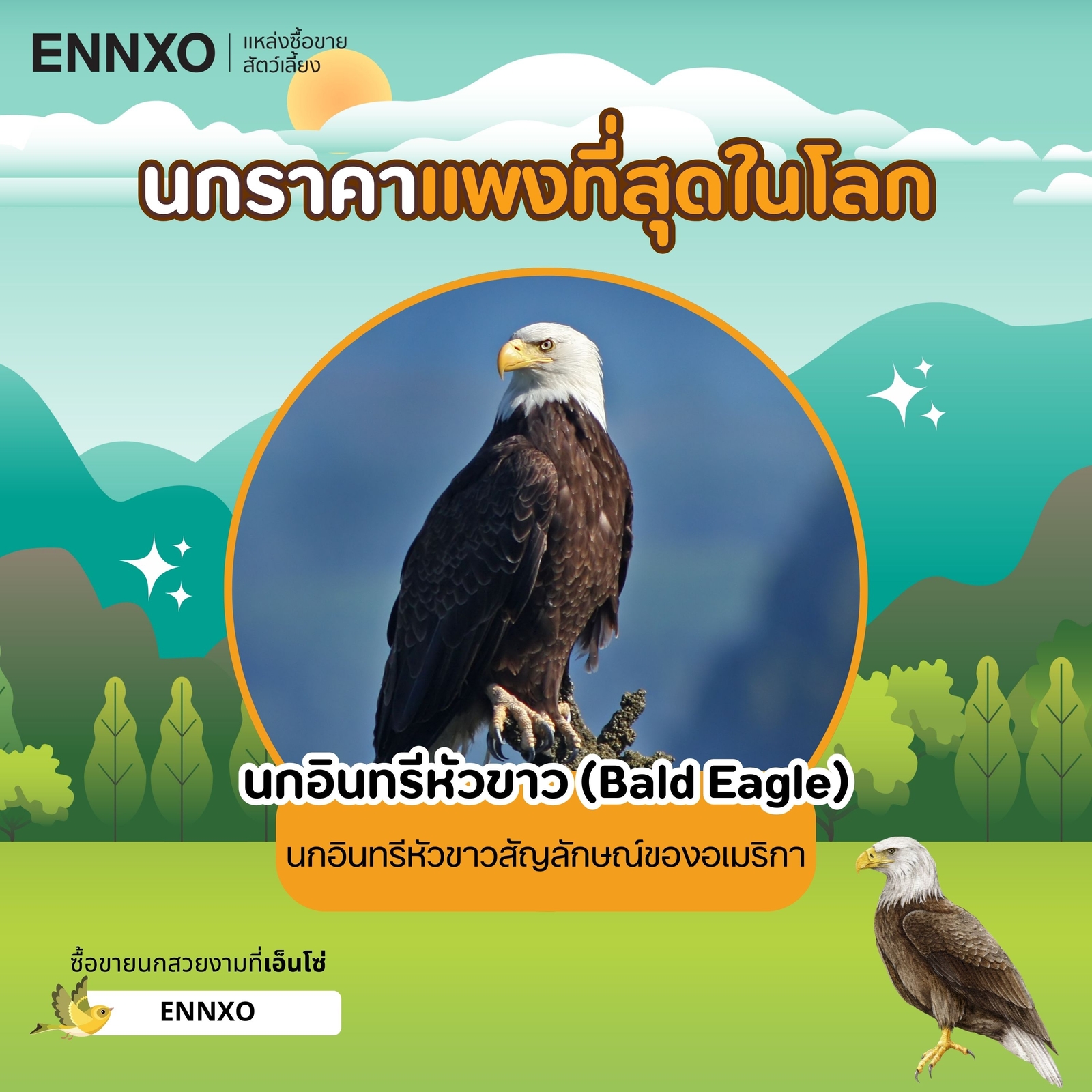 นกอินทรีในไทยเป็นนกที่หายากที่สุด