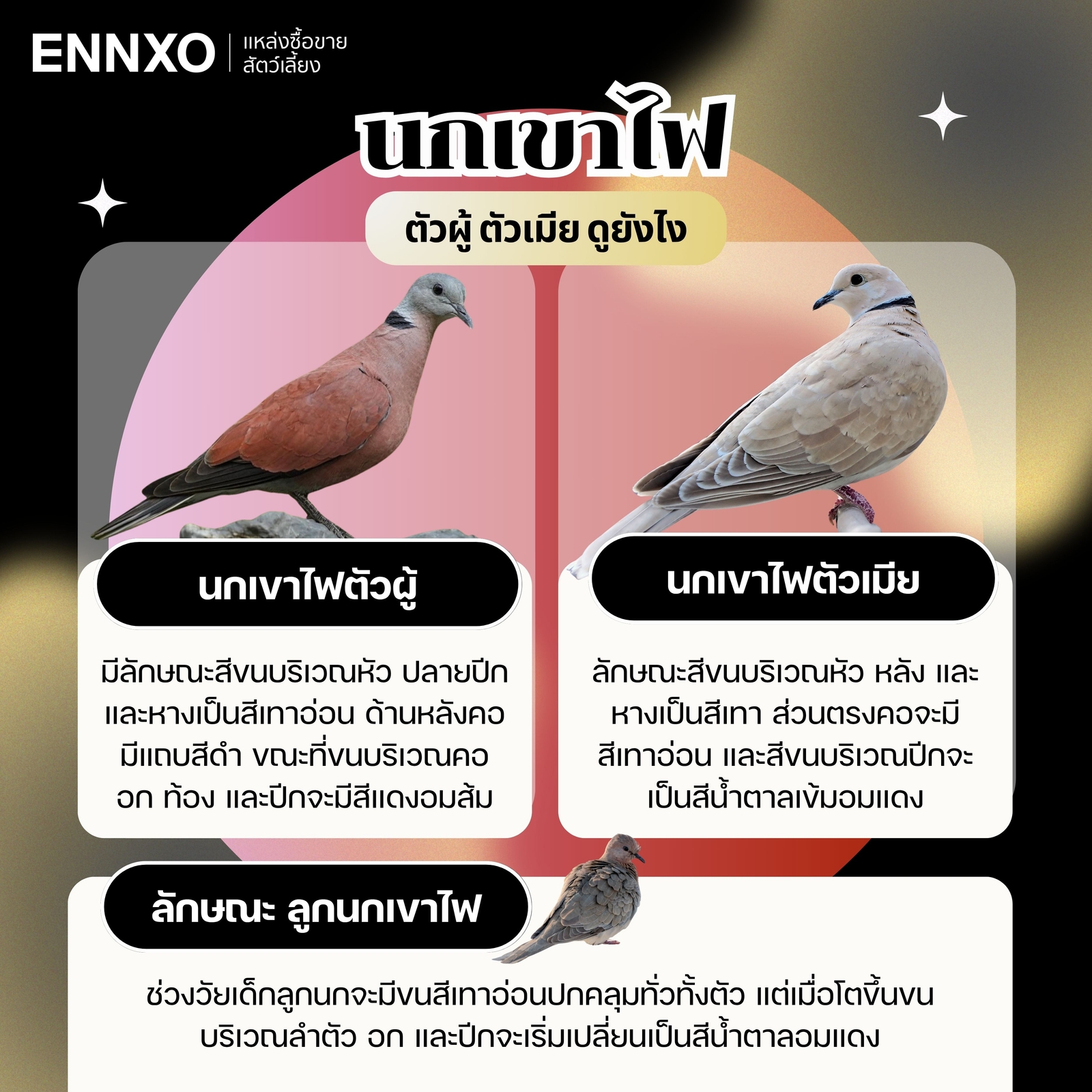 นกเขาไฟ ตัวเมีย ตัวผู้ ดูยังไง ลักษณะ ลูกนกเขาไฟ