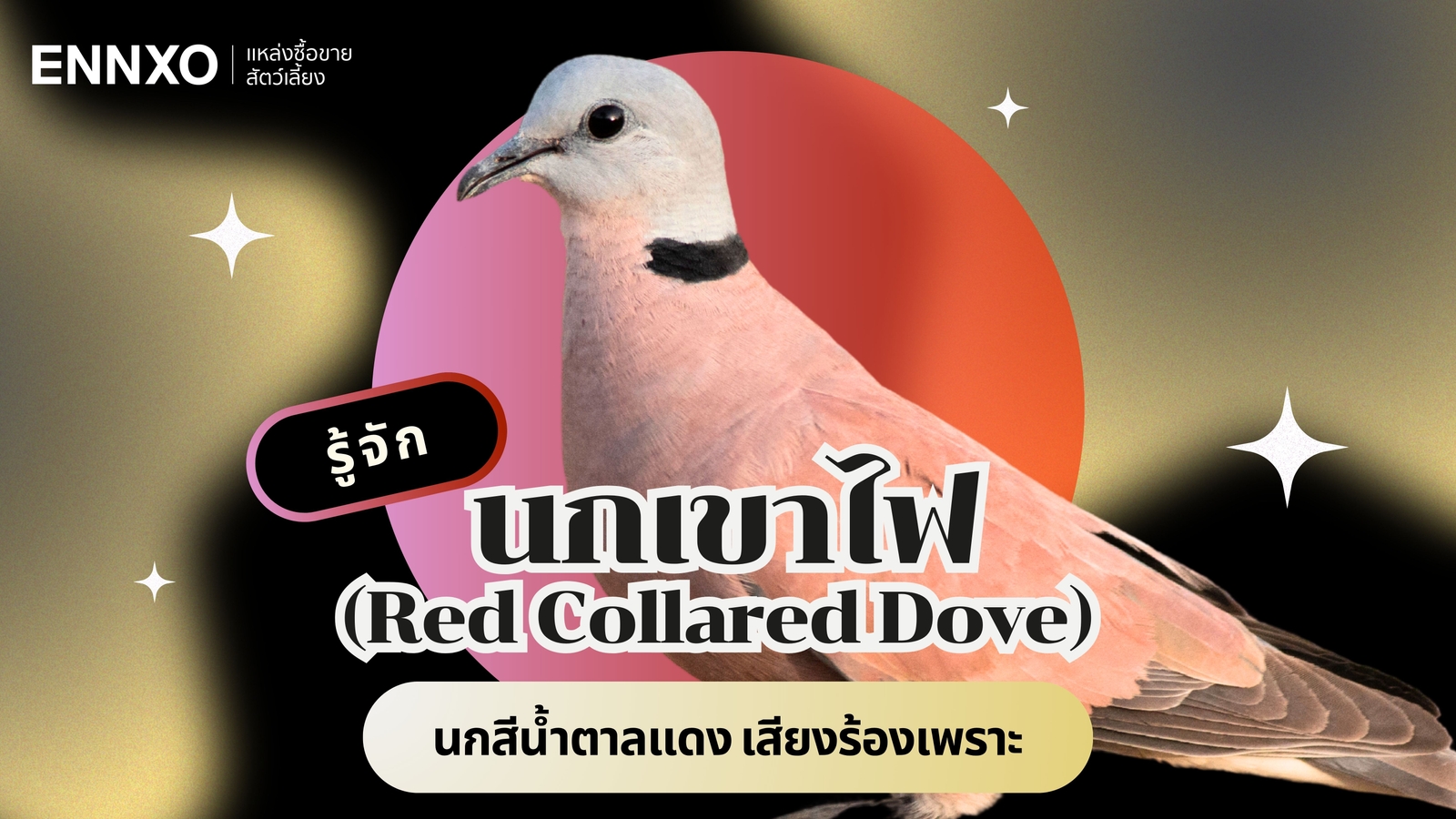 นกเขาไฟ ตัวผู้ ตัวเมียดูยังไง กินอะไร มีนิสัยยังไง พร้อมความเชื่อ