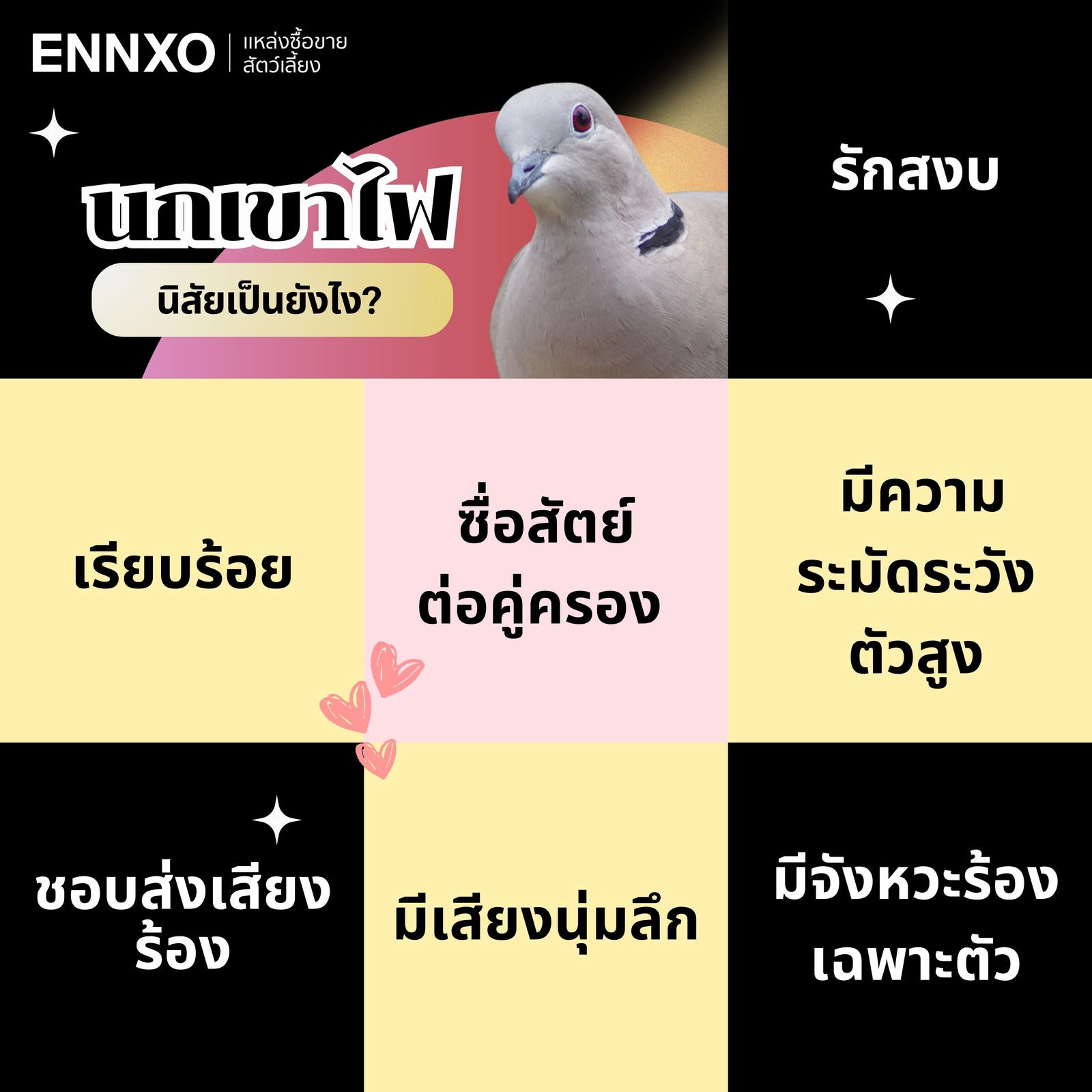 นกเขาไฟ นิสัยเป็นยังไง พฤติกรรม นกเขาไฟ