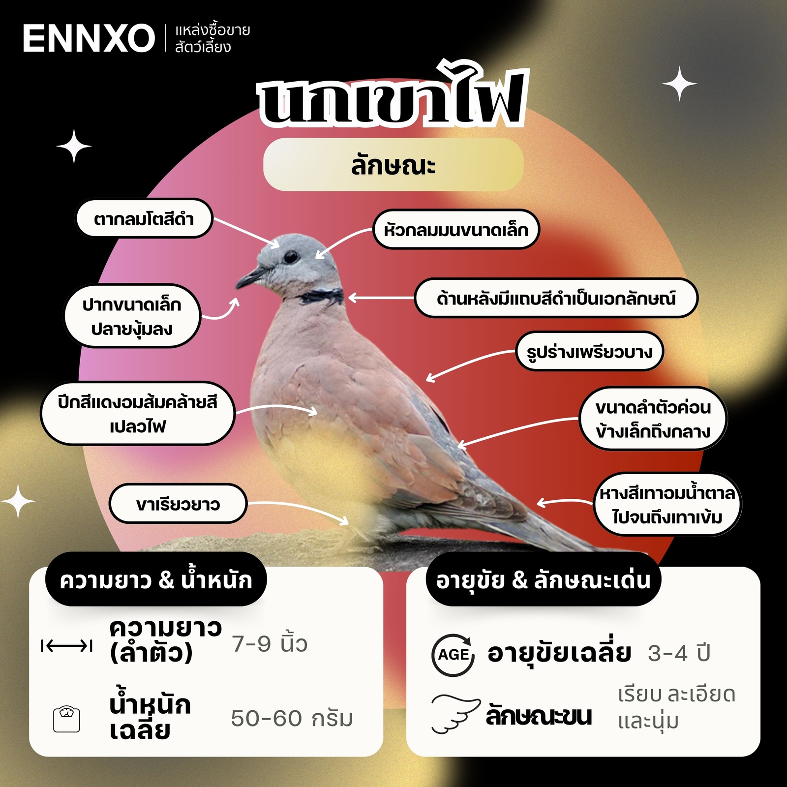 นกเขาไฟ ลักษณะเป็นอย่างไร