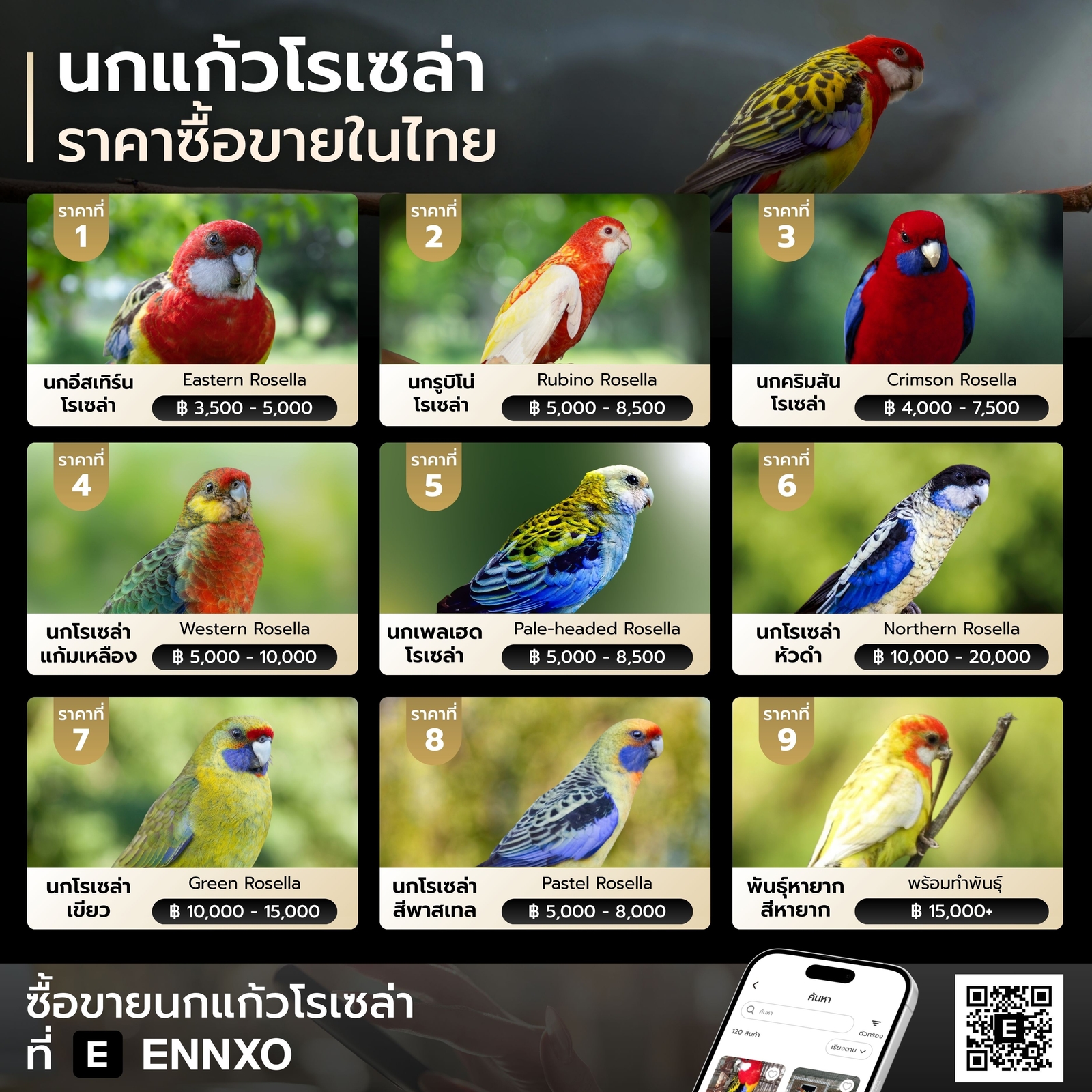 นกแก้วโรเซล่า-rosella-ราคาปัจจุบัน