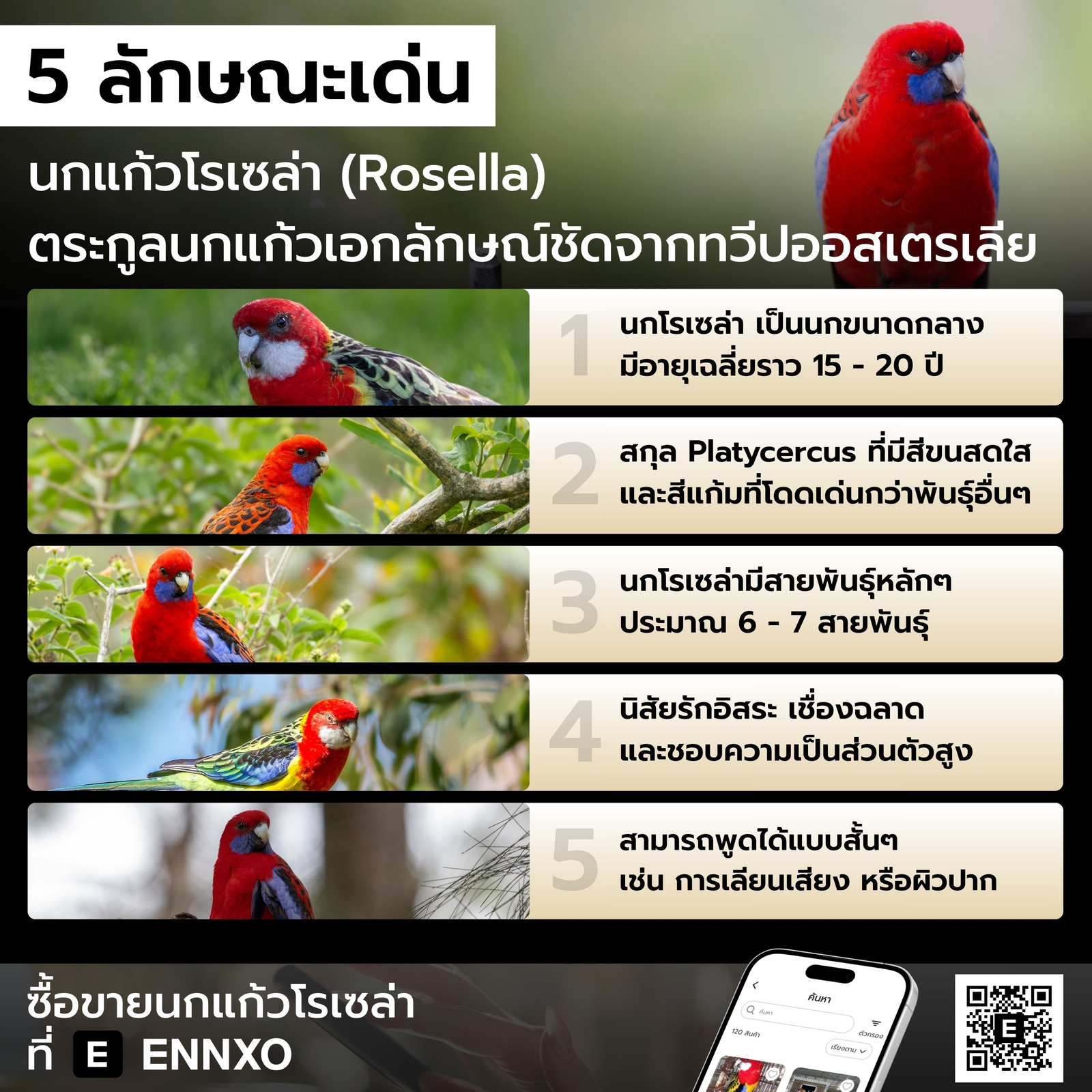 นกแก้วโรเซล่า-พูดได้ไหมสั้นๆ