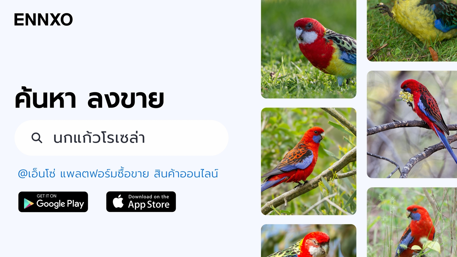 นกแก้วโรเซล่า-ราคาถูก