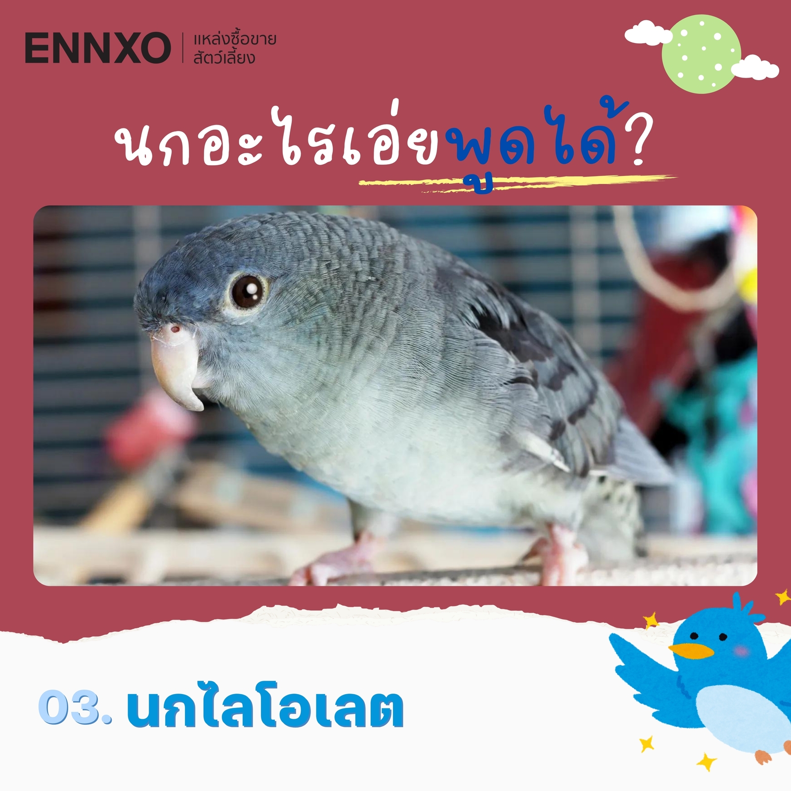 สายพันธุ์นกพูดได้