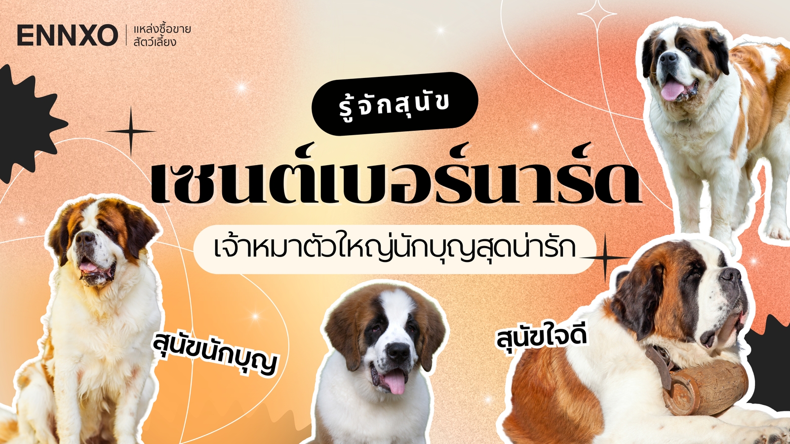 ลักษณะและนิสัยสุนัขเซนต์เบอร์นาร์ด (Saint Bernard) หมาใหญ่ใจดี