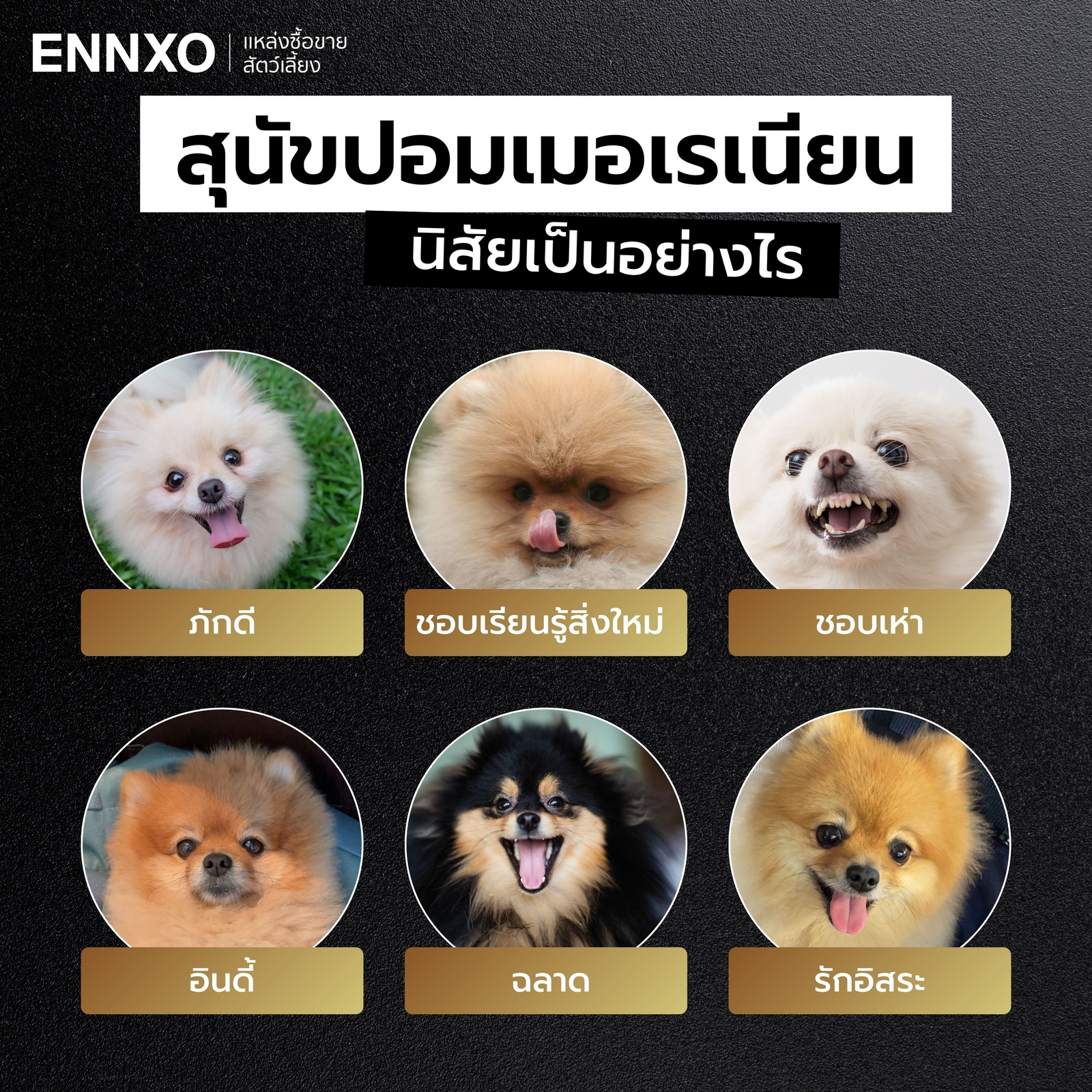 นิสัยของน้องปอมเป็นอย่างไร