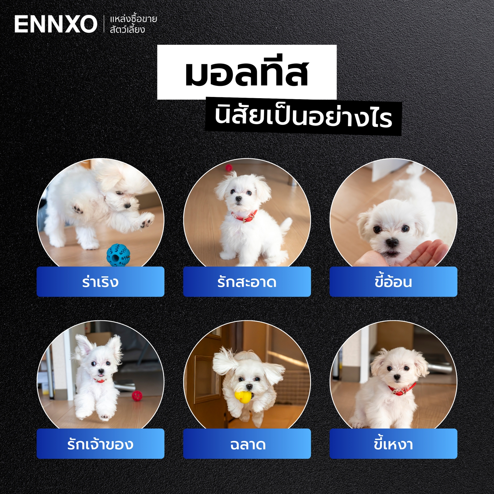 สุนัขมอลทีส นิสัยเป็นอย่างไร