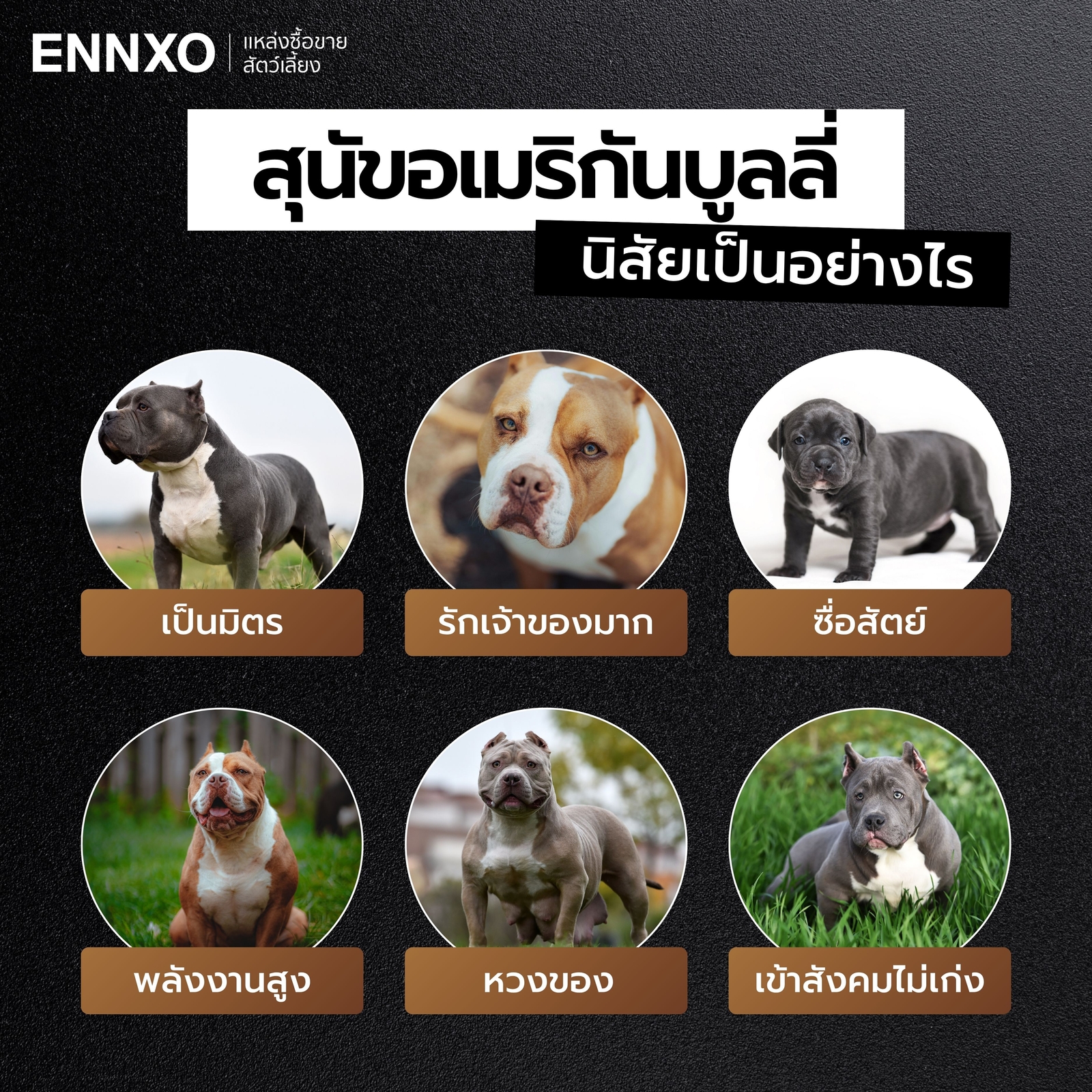 นิสัยของสุนัขอเมริกันบูลลี่