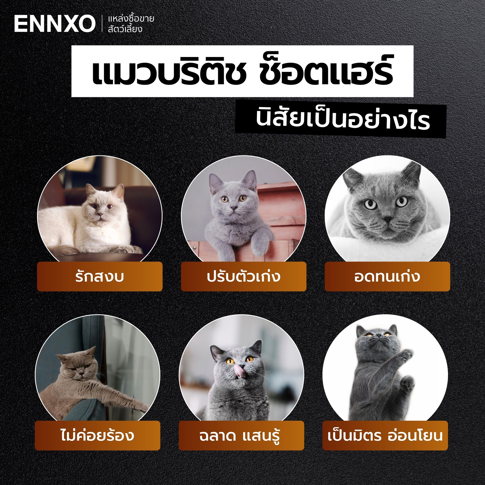 นิสัยของแมวบริติช-ช็อตแฮร์