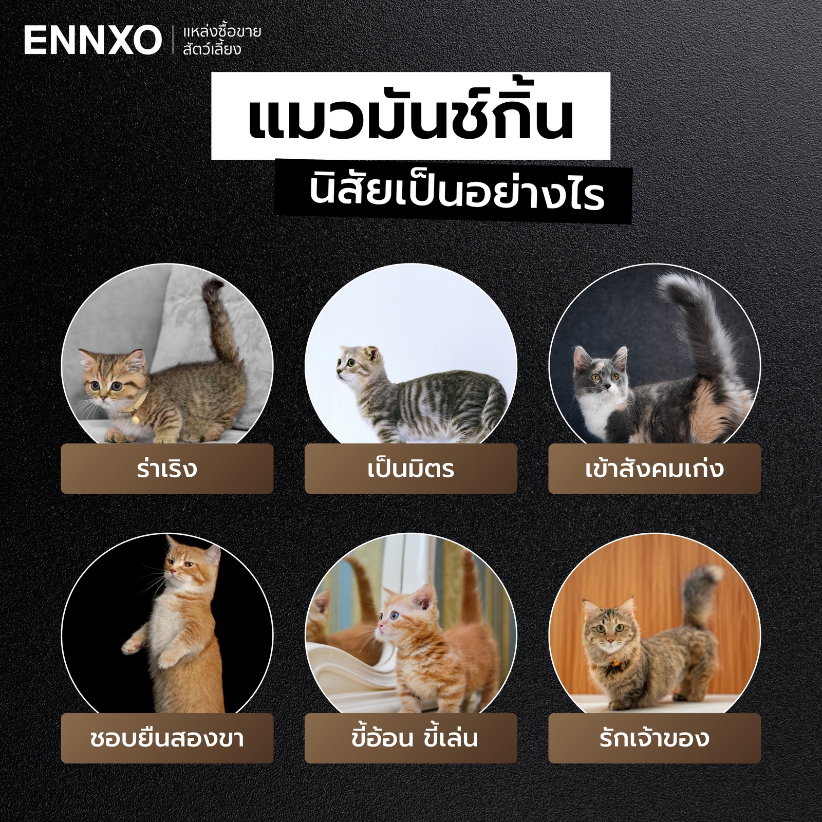 แมวมันช์กิ้นนิสัยดื้อไหม มีนิสัยยังไง