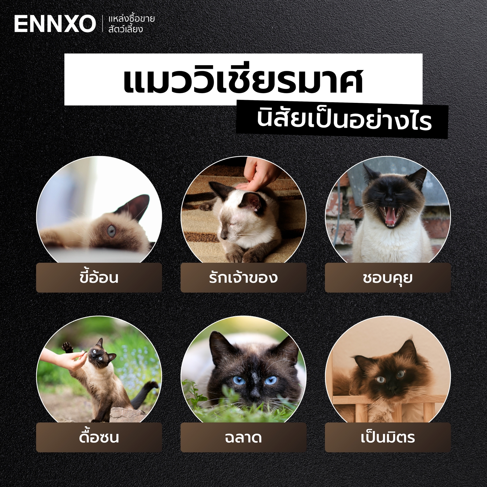 แมววิเชียรมาศดื้อไหม นิสัยเป็นอย่างไร