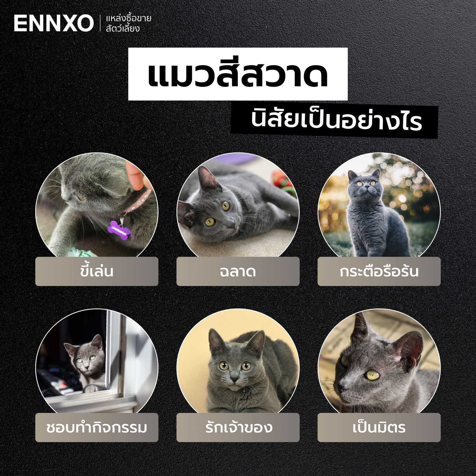 แมวโคราชมีลักษณะนิสัยอย่างไร