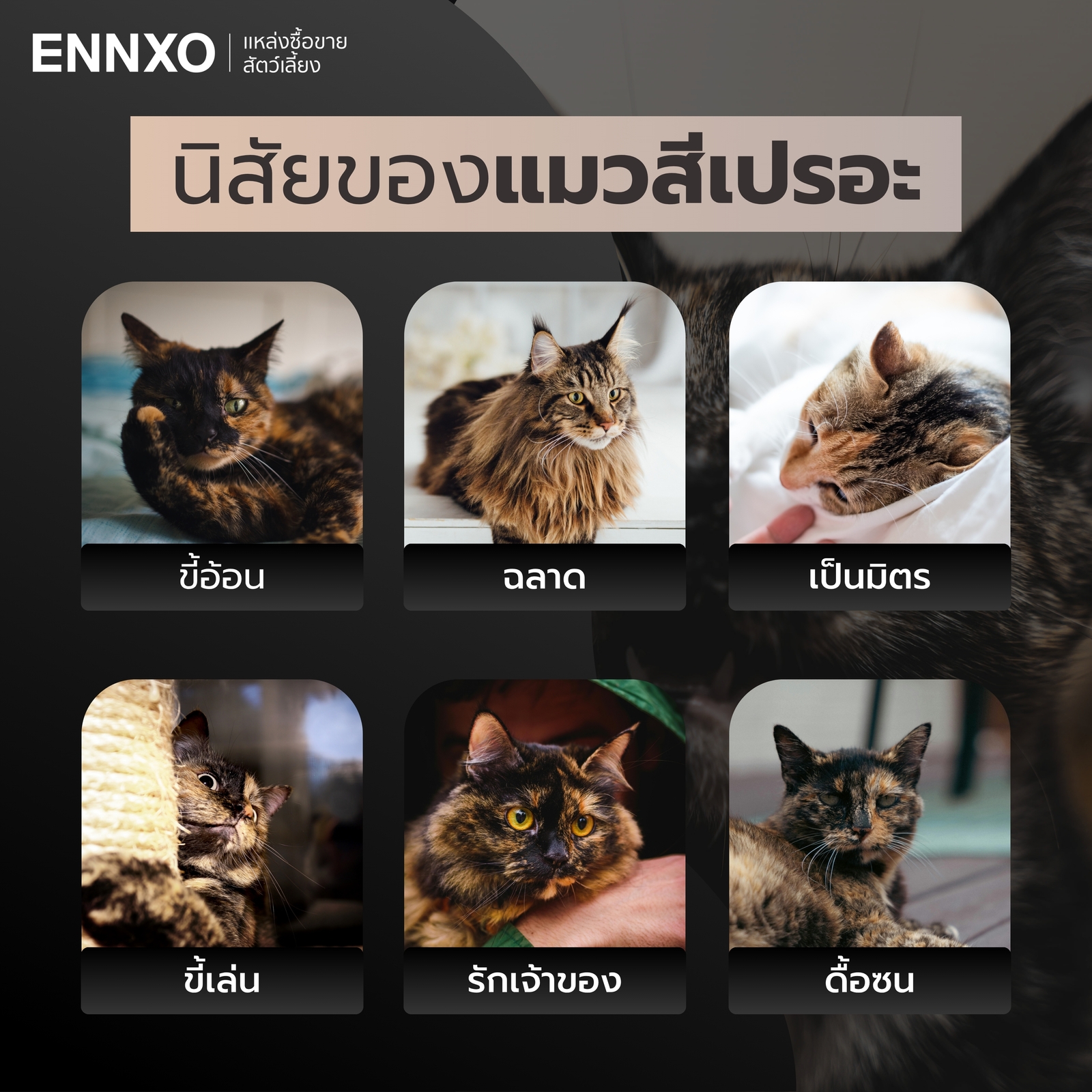 แมวสีเปรอะมีนิสัยอย่างไร