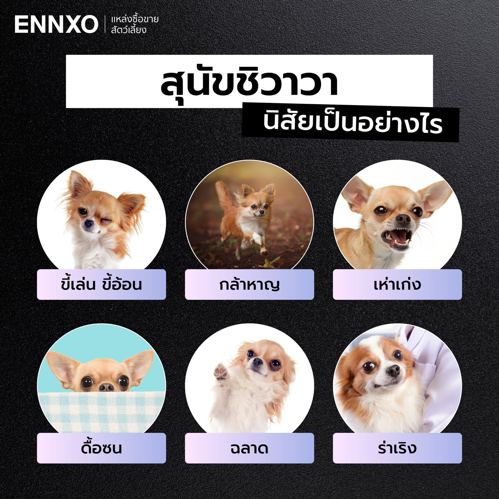 สุนัขชิวาวา นิสัยเป็นยังไง