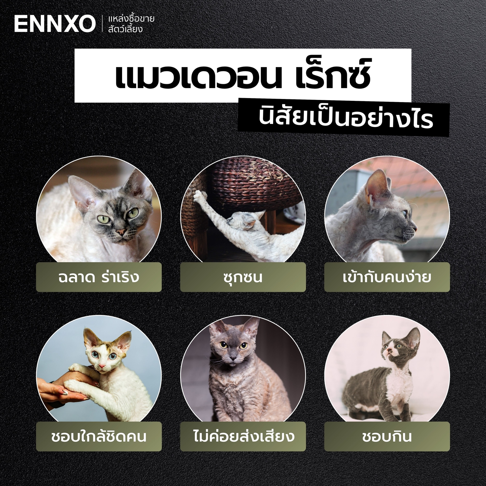 นิสัยแมวเดวอน เร็กซ์ ฉลาด เลี้ยงง่าย