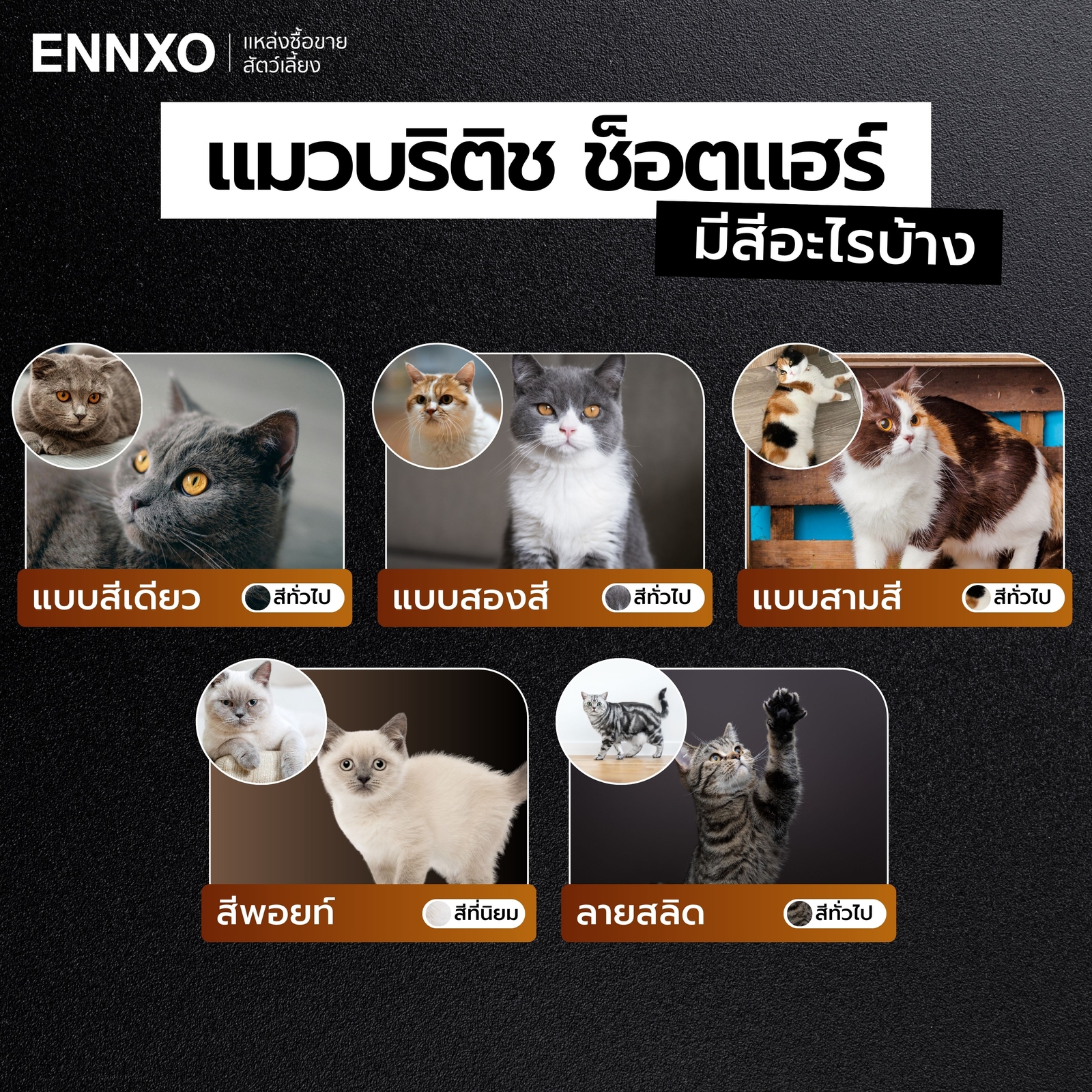 บริติช-ช็อตแฮร์-สีไหนแพงสุด-สีไหนหายาก