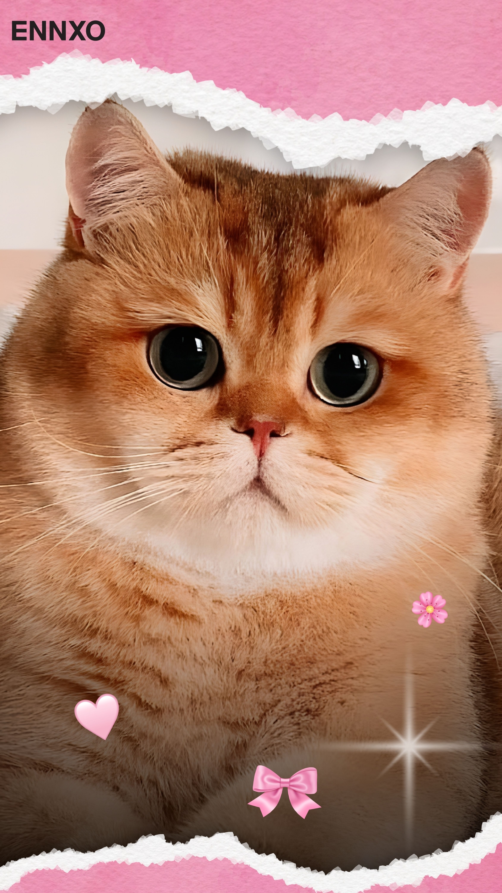 แมวบริติช ช็อตแฮร์ รูปแมวน่ารัก วอลเปเปอร์โทรศัพท์