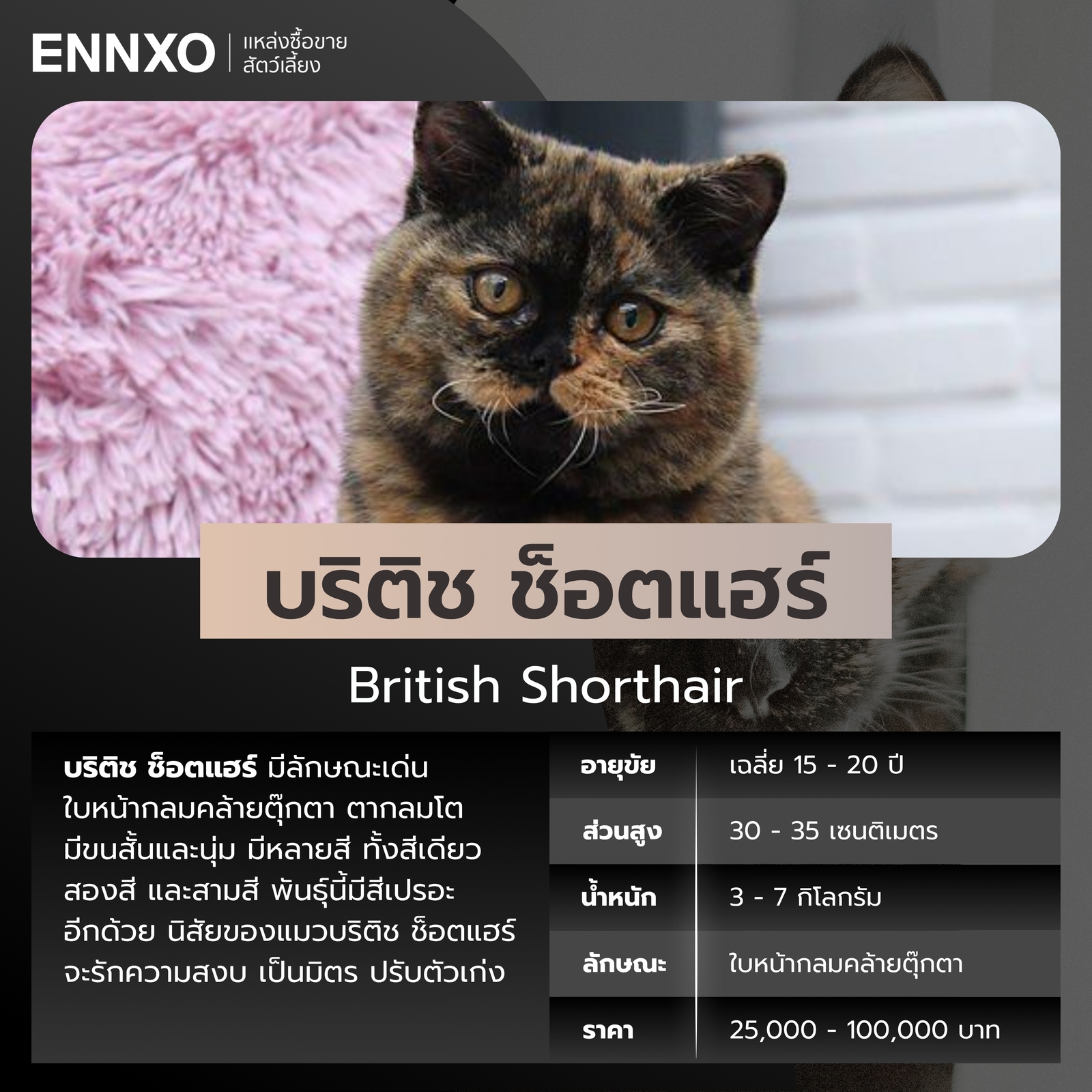 แมวบริติช ช็อตแฮร์ สีเปรอะ