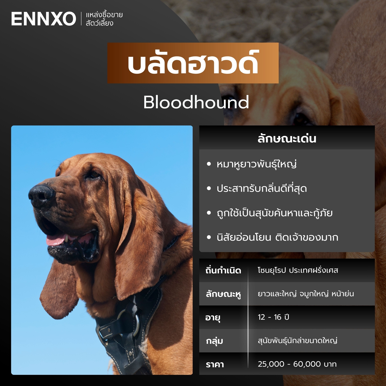 บลัดฮาวด์ สุนัขพันธุ์หูยาว